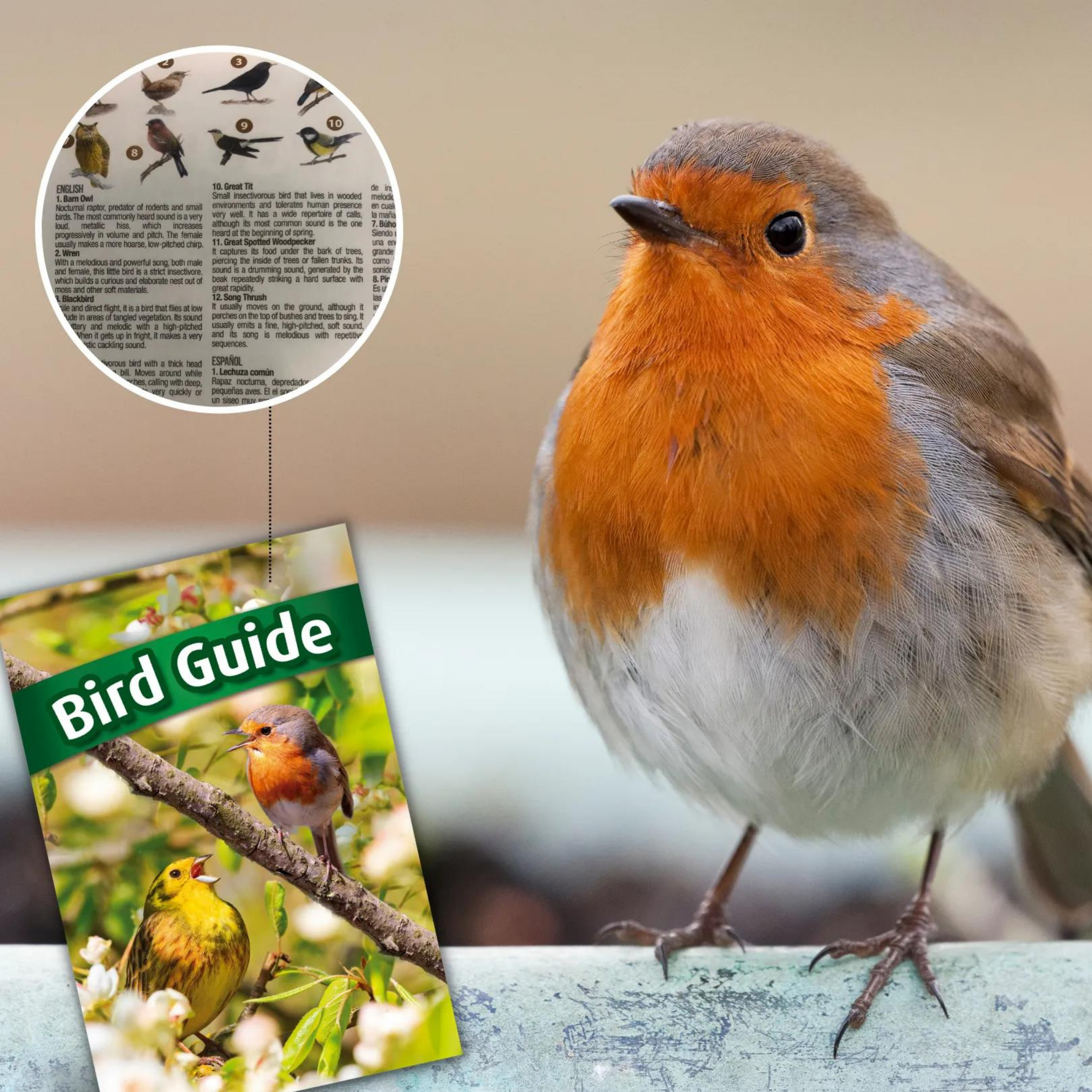 Ein Rotkehlchen mit roter Brust und grauen Federn. Ein Vogel-Ratgeber liegt daneben.
