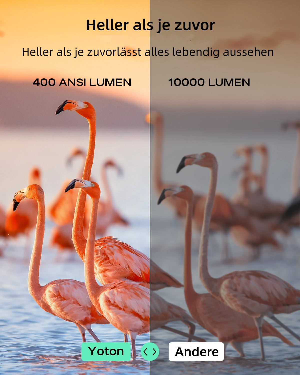 Vergleich von Flamingos, der ein helleres Aussehen mit mehr Lumen zeigt.