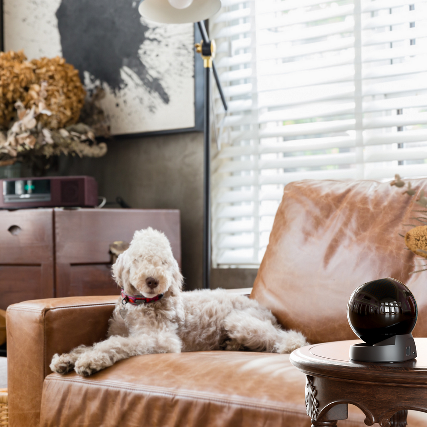 Pies na skórzanej sofie obok czarnej kuli na drewnianym stoliku.