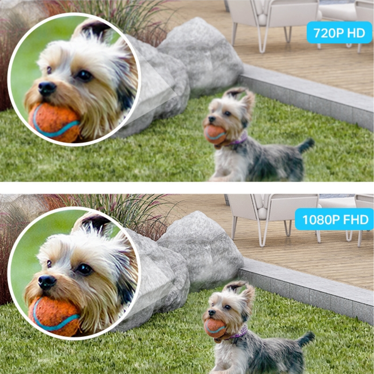 Pies z piłką, porównanie rozdzielczości 720p vs 1080p, zielona trawa, kamienie.