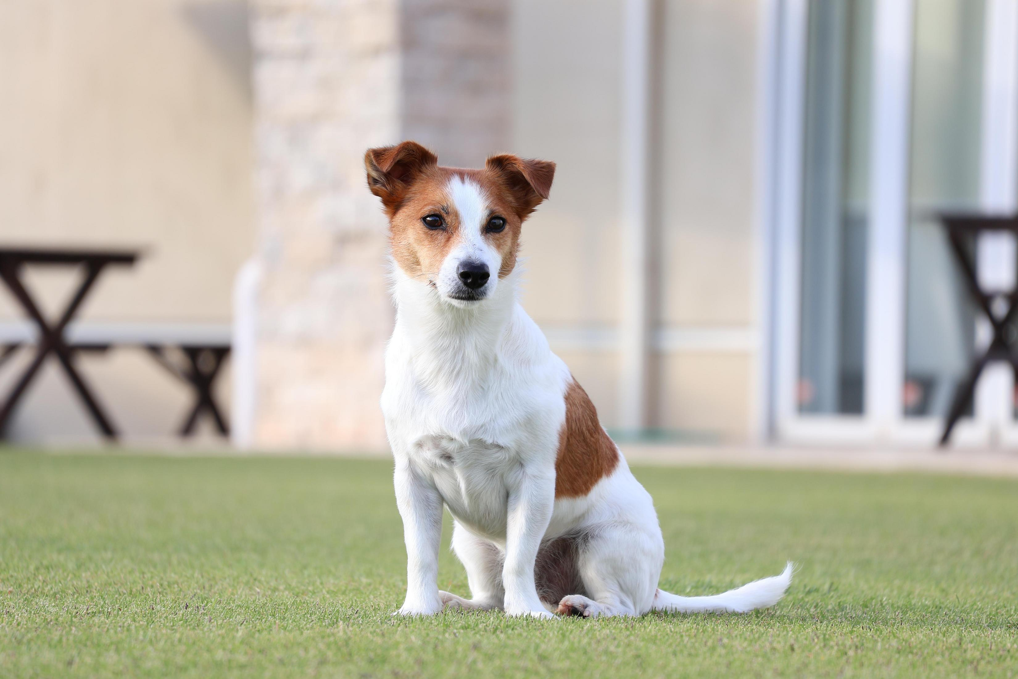 Pies rasy Jack Russell Terrier siedzi na zielonej trawie, patrząc w kamerę. Tło to biały budynek i stół.
