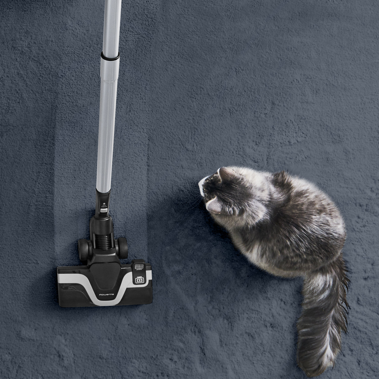 Gato mira el cabezal de la aspiradora en la alfombra. Plata y negro. Alfombra azul.