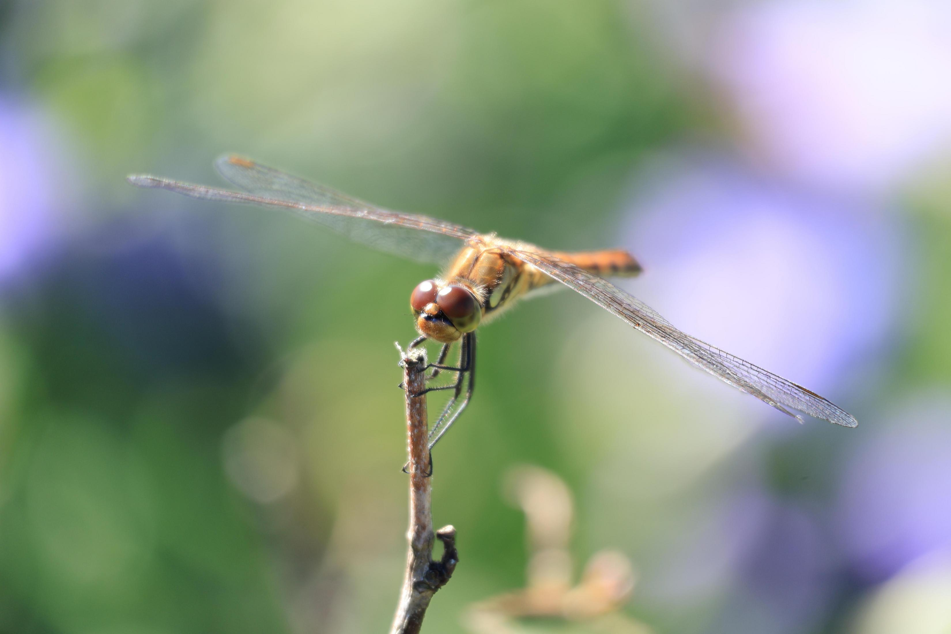 Una libellula posata su un ramoscello, con colori arancioni e marroni, su uno sfondo sfocato.