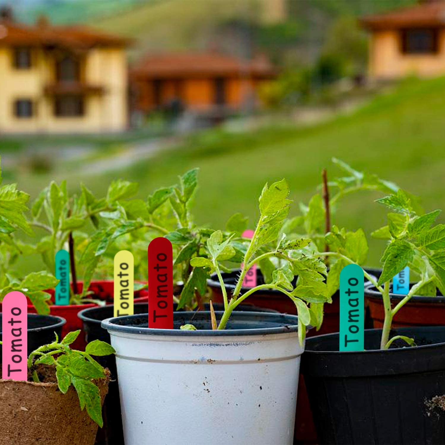 Tomatenpflanzen in Töpfen mit bunten Etiketten, in einem Garten mit Häusern im Hintergrund.