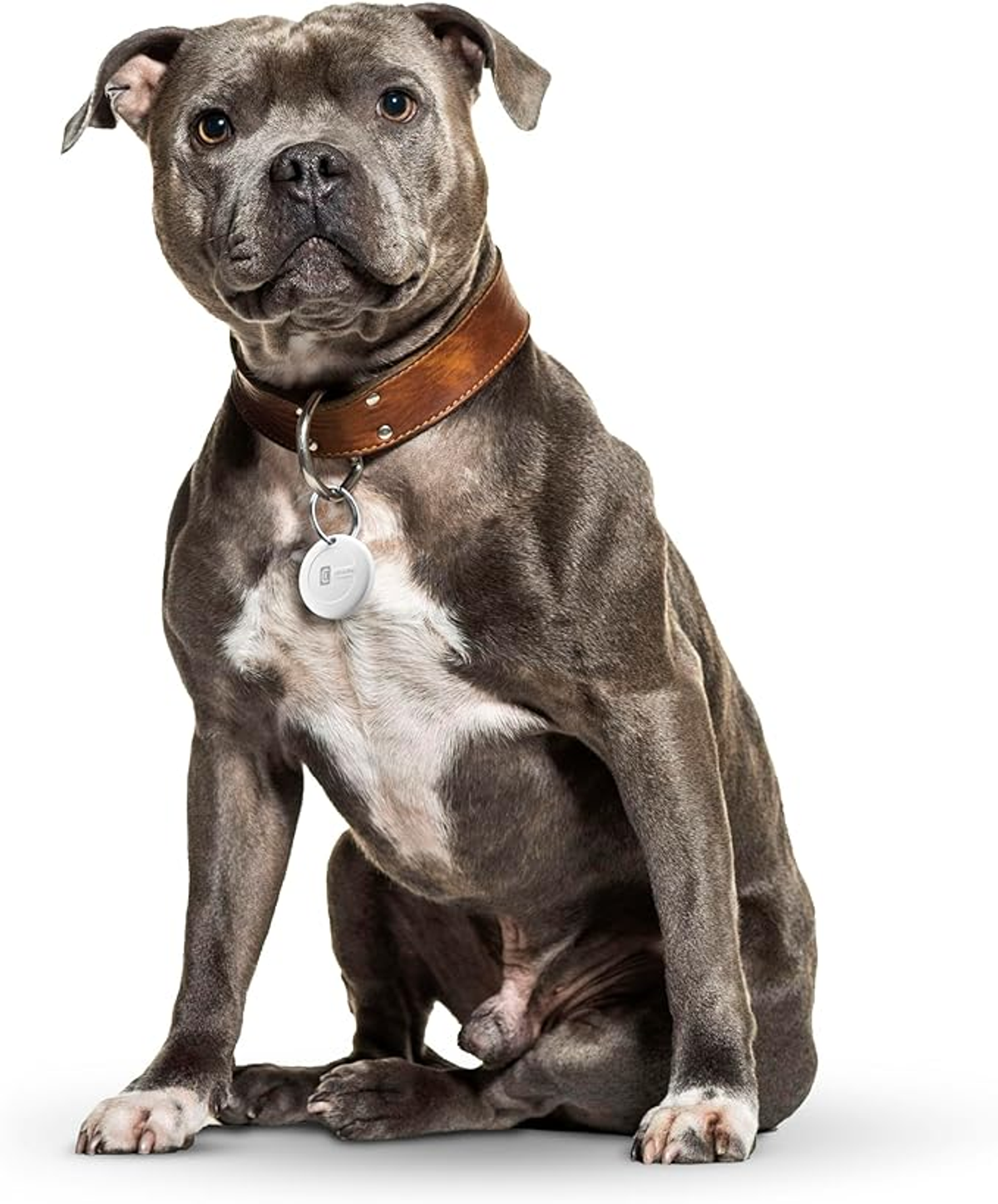 Szary pies rasy Pitbull w brązowej obroży z białą, okrągłą zawieszką. Pies siedzi i patrzy przed siebie.