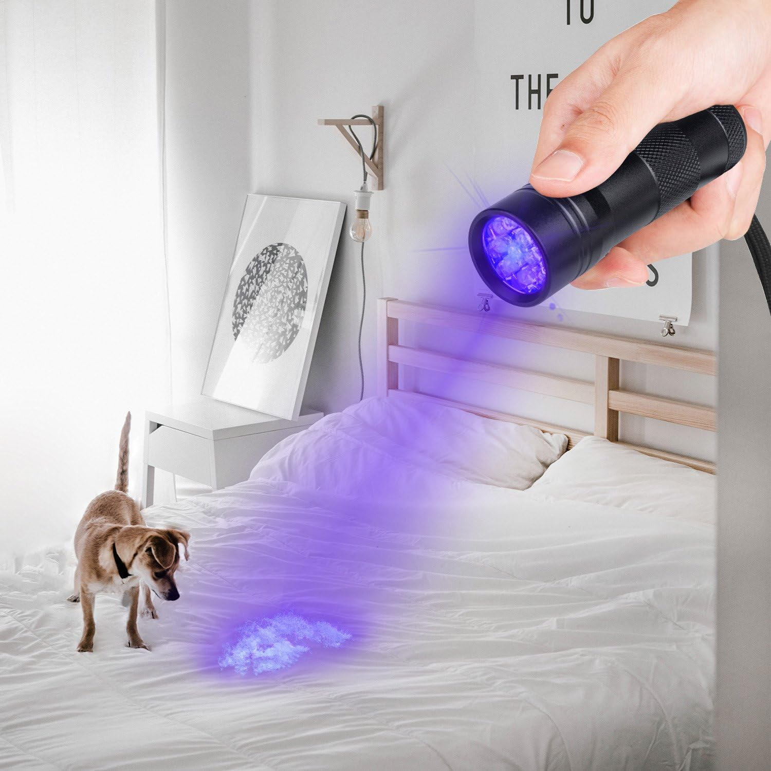 Eine Hand hält eine Schwarzlichtlampe über Bettlaken und beleuchtet einen Fleck.