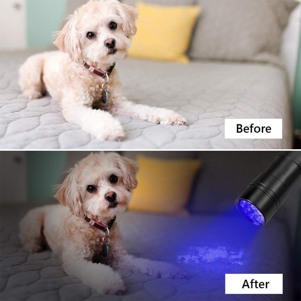 Hund auf Sofa, vor und nach Reinigung mit UV-Licht, wodurch ein Fleck sichtbar wird.