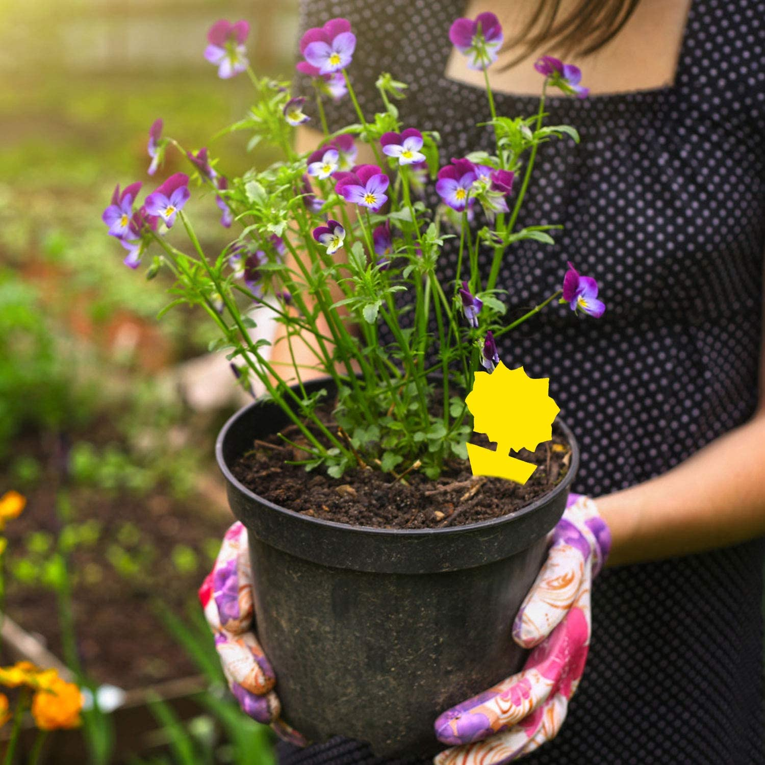 Vrouw houdt pot met paarse en witte viooltjes vast, gele tag, polkadotjurk, groen gebladerte.