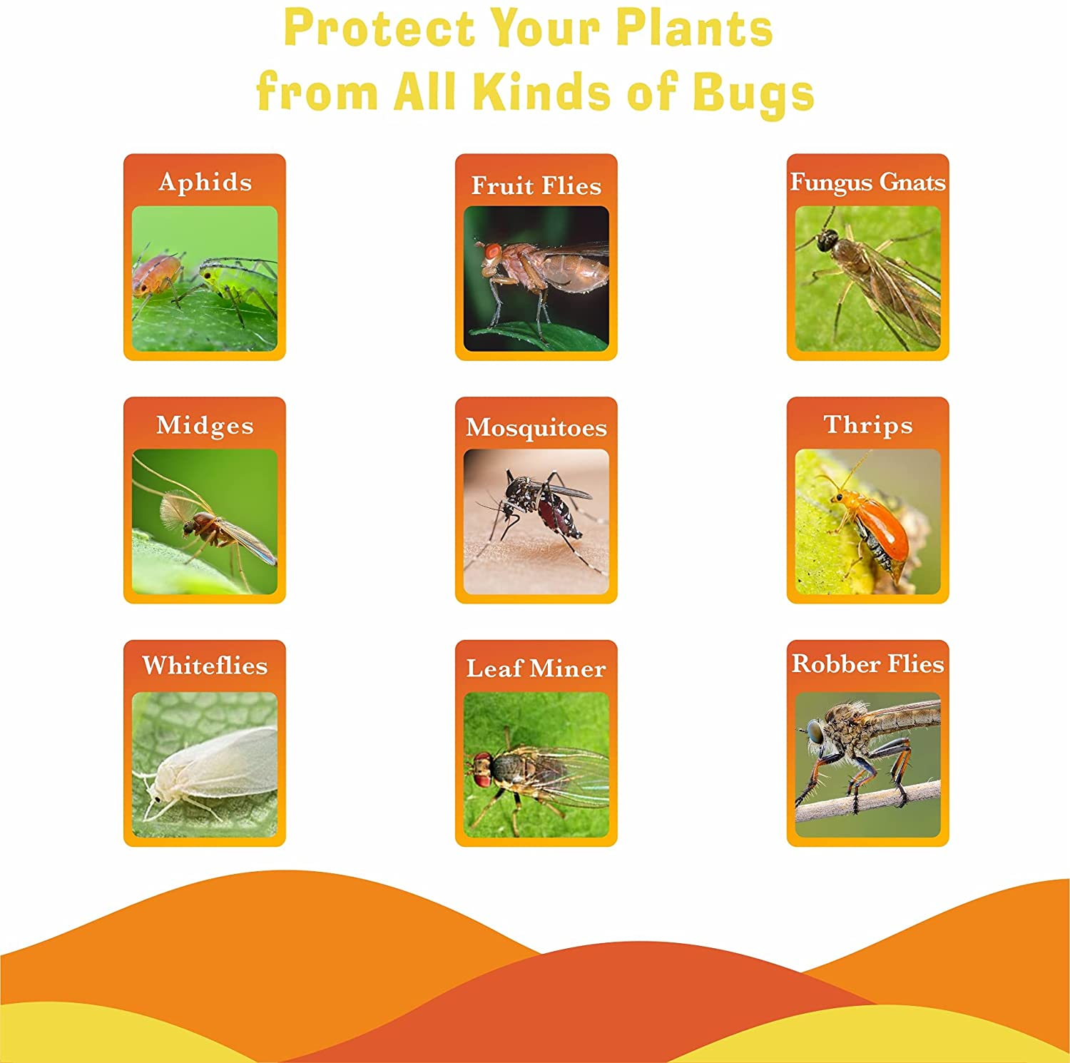 Verschillende soorten insecten met hun namen op oranje kaarten.