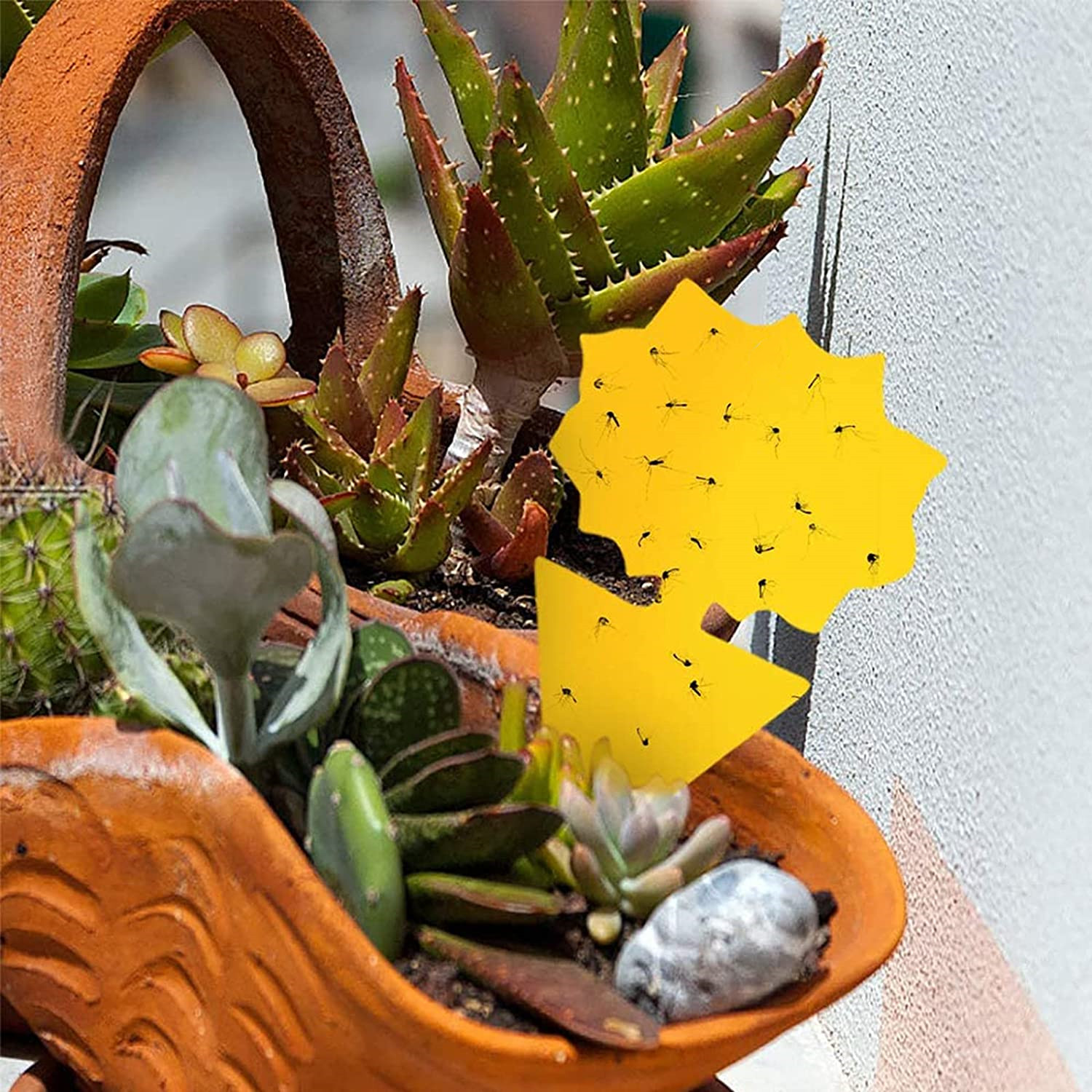 Een terracotta pot met vetplanten. Een gele vliegenval met dode insecten zit in de pot.