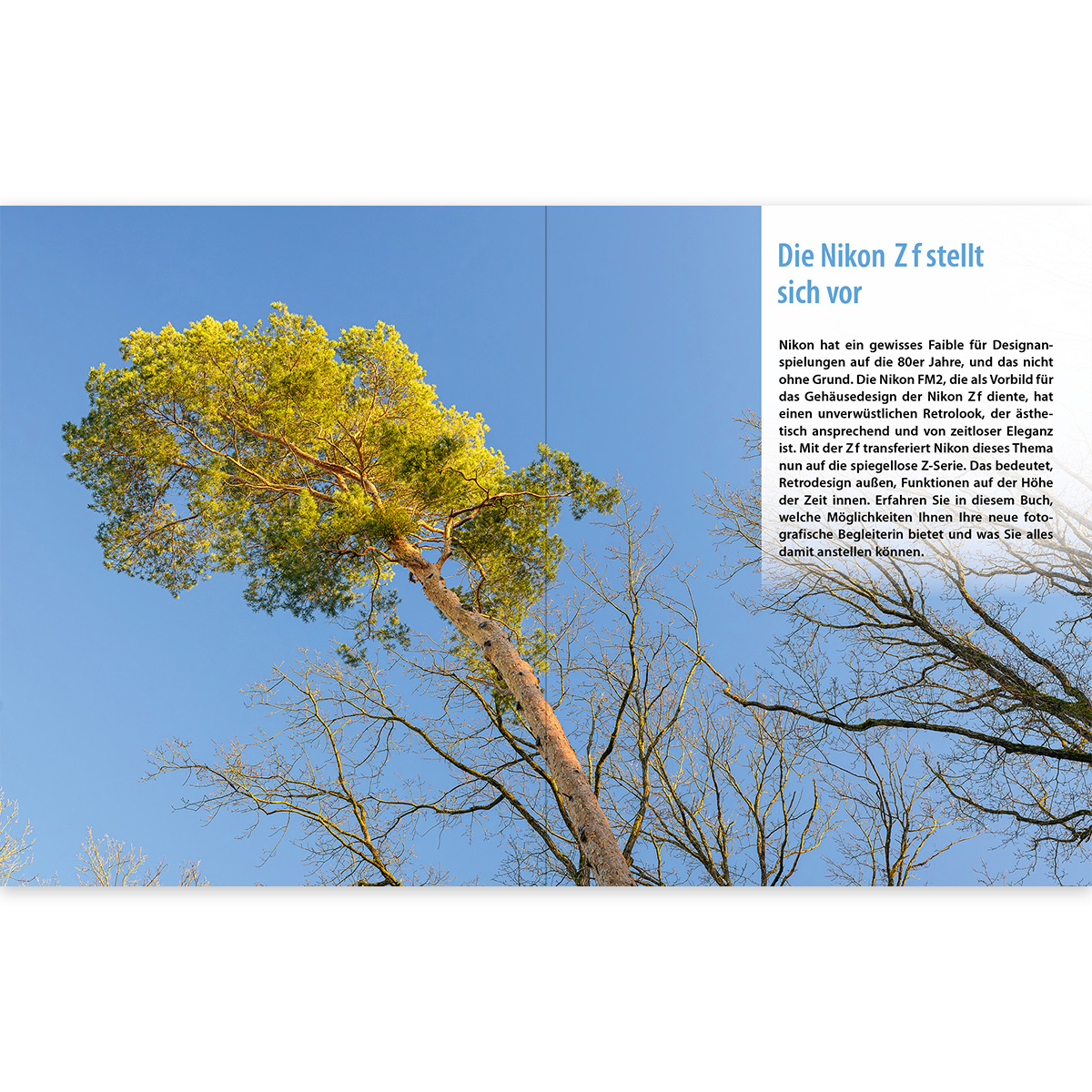 Eine Zeitschriftenseite mit einer hohen Kiefer mit Text. Der Baum steht vor einem hellblauen Himmel.