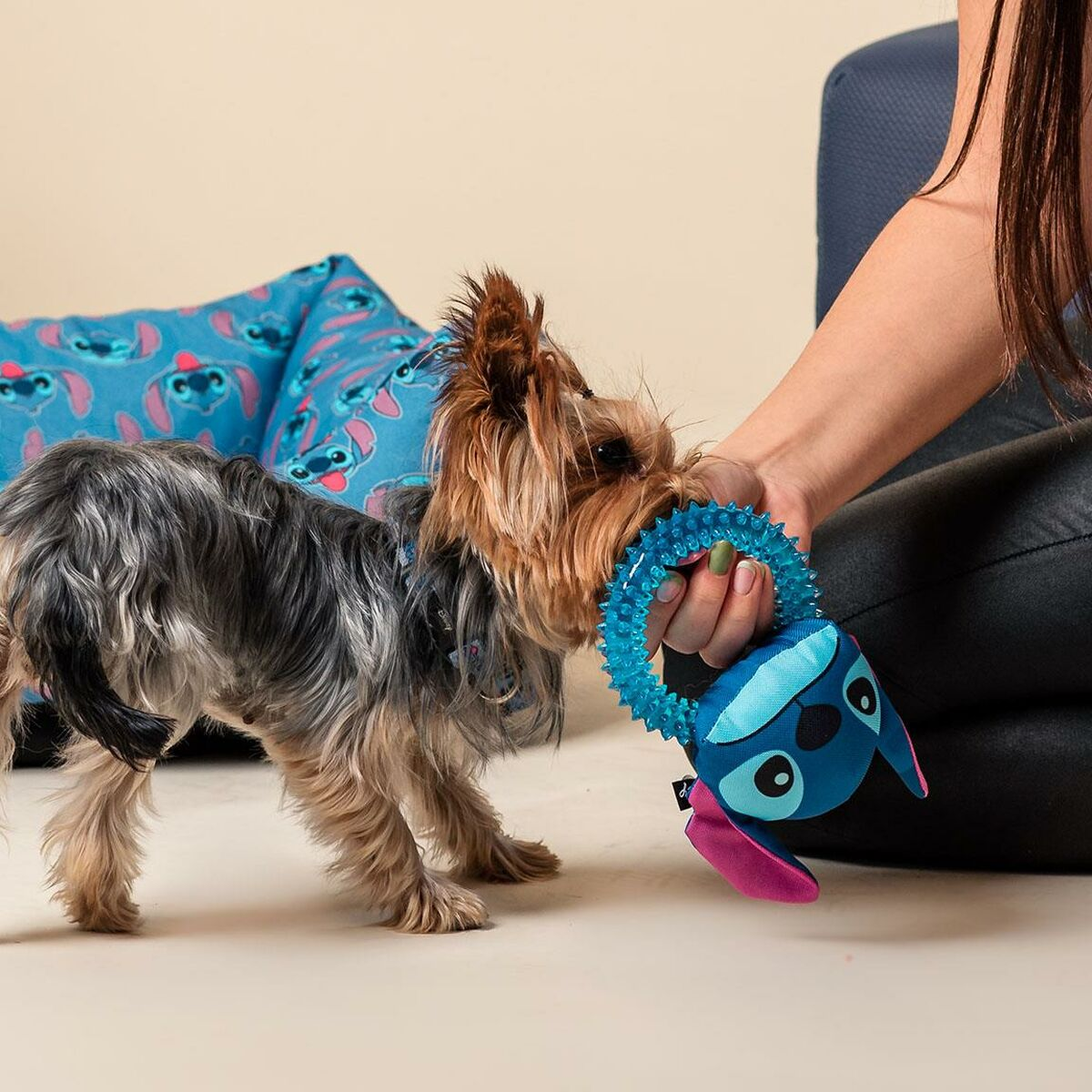 Un cagnolino gioca con un giocattolo Stitch blu e turchese tenuto da una persona. Dietro c'è un cuscino a tema Stitch.