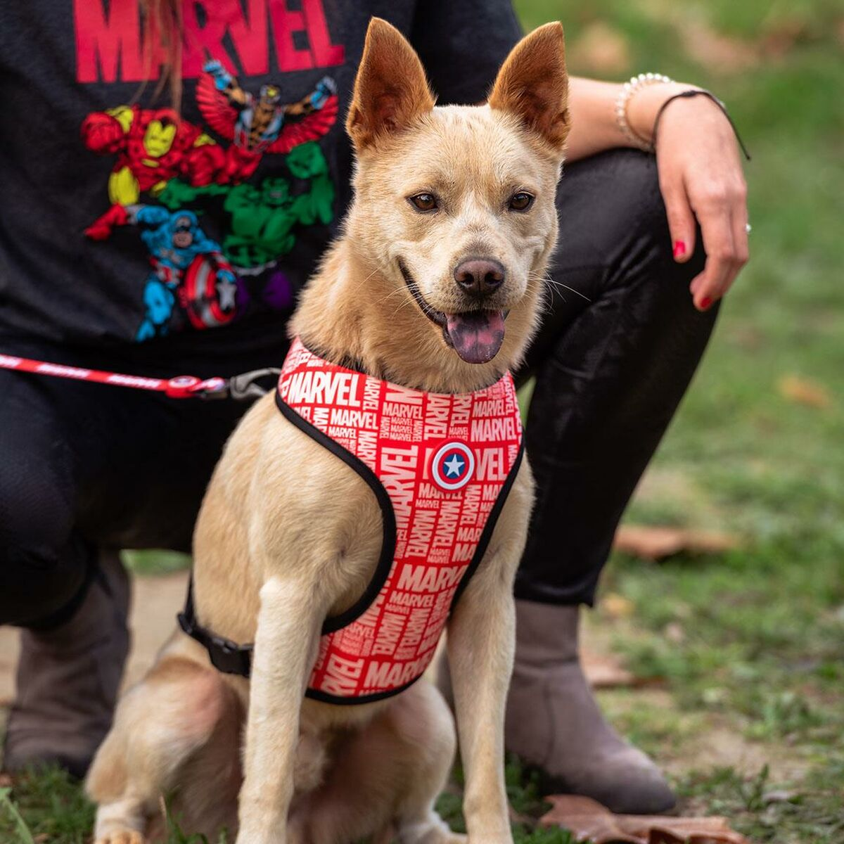Hellbrauner Hund mit Marvel-Geschirr, Person im Hintergrund.