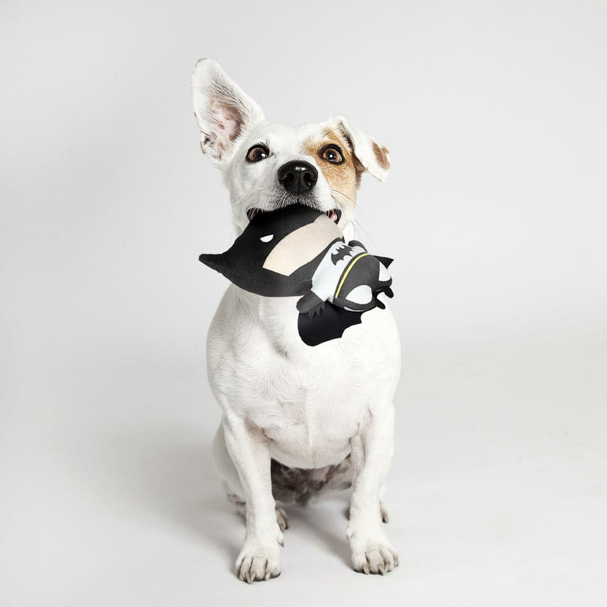 Un cane bianco che tiene in bocca un giocattolo di Batman. Il giocattolo è nero e ha il logo di Batman.