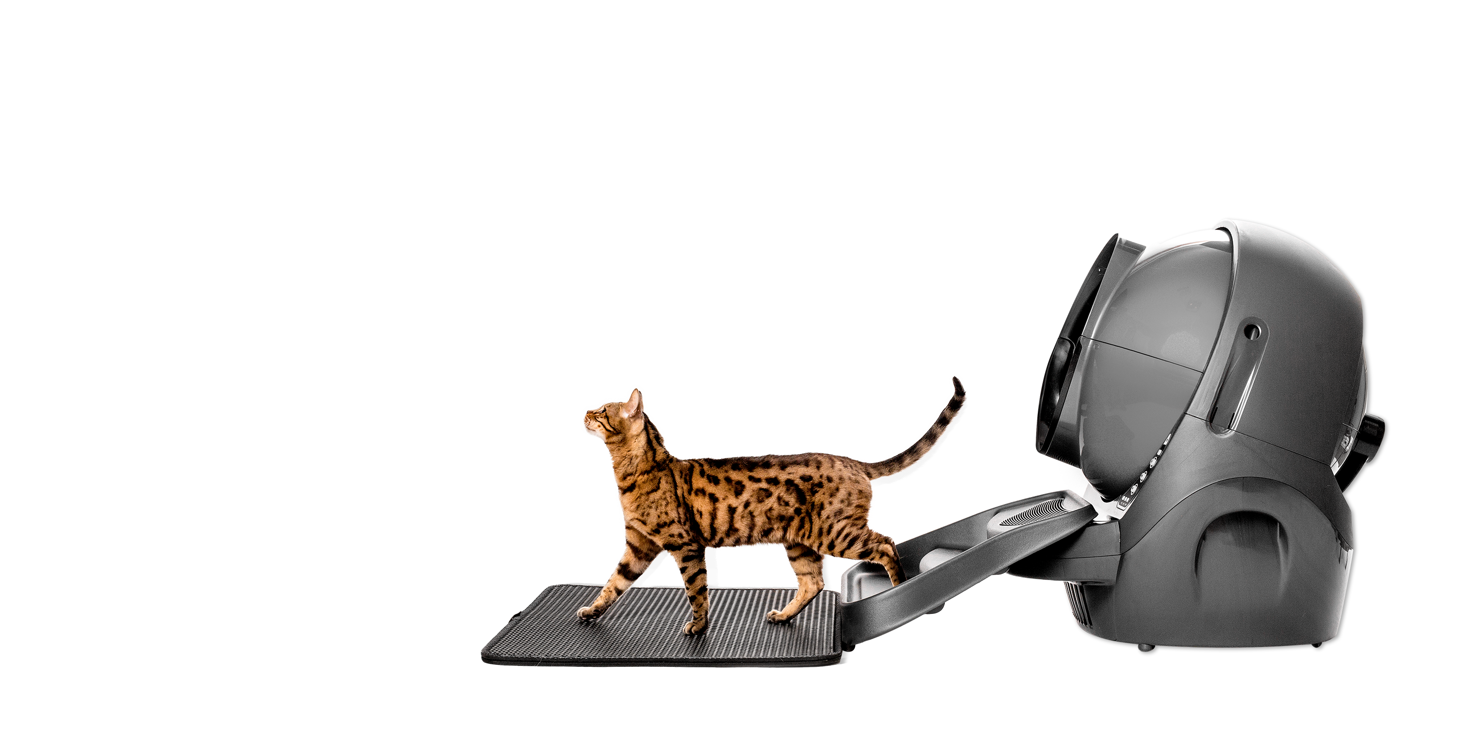 Een Bengaalse kat loopt naar een kattenbak op een zwarte achtergrond. De kat is bruin met zwarte strepen.