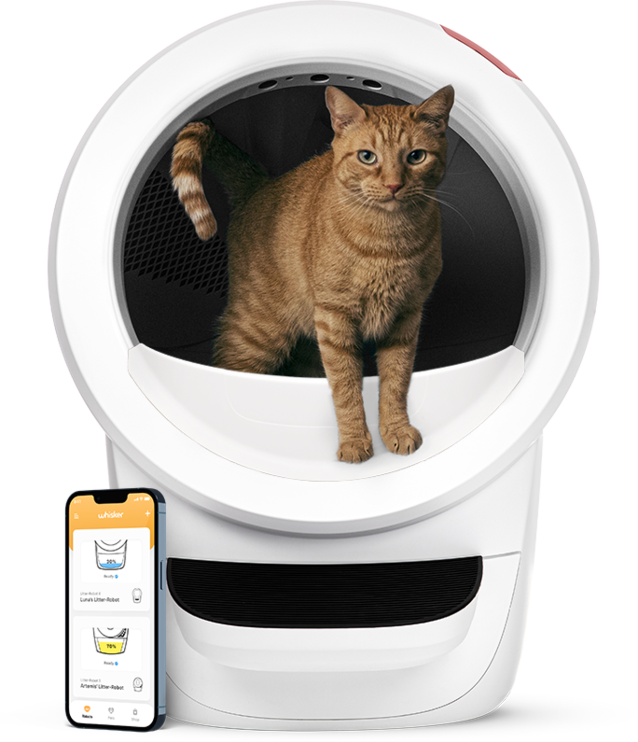 Gatto arancione all'interno di una lettiera autopulente bianca con un'app sul telefono.
