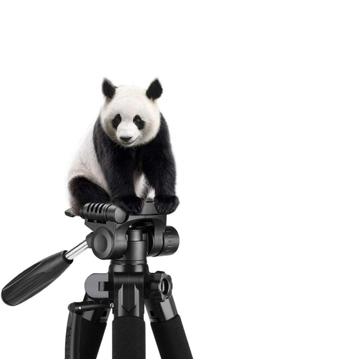 Panda auf einem Stativ, schwarz und weiß, weißer Hintergrund.
