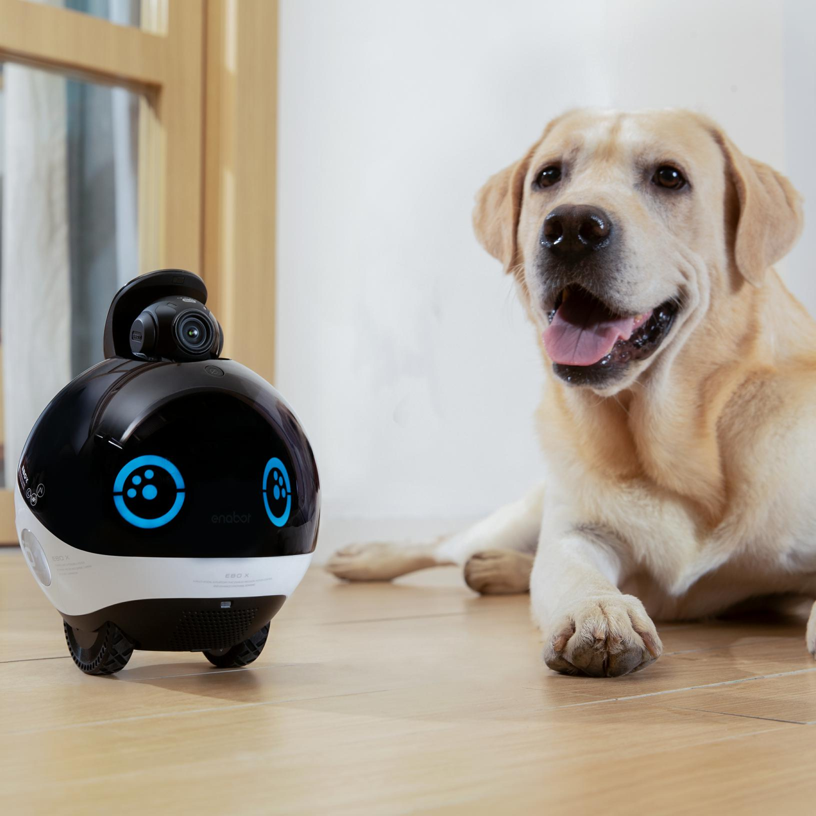 Animale domestico robot con cane, robot davanti, cane dietro, in una stanza.