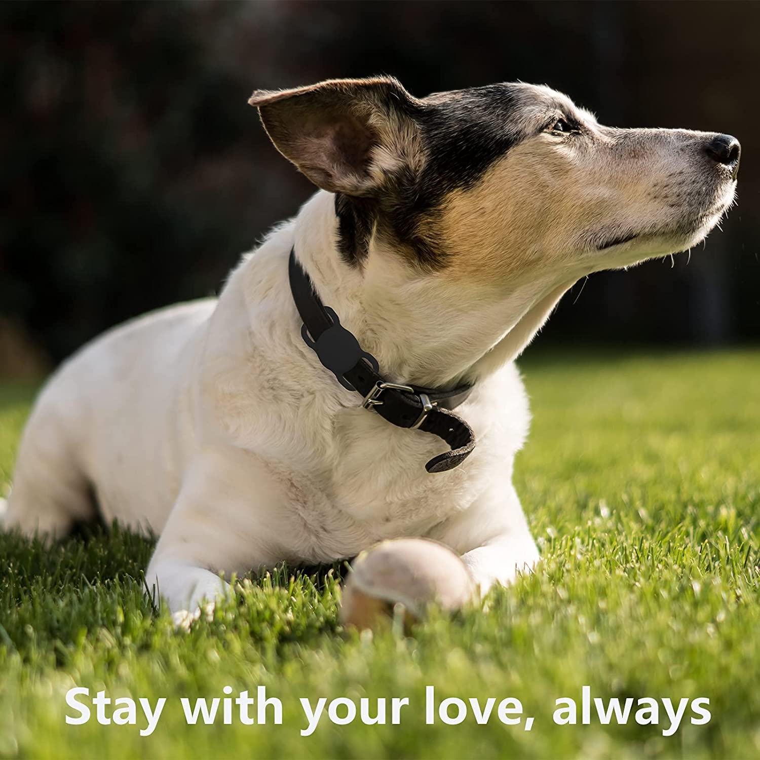 Cane sdraiato sull'erba con una palla, con un collare nero, testo 'Resta con il tuo amore, sempre'.
