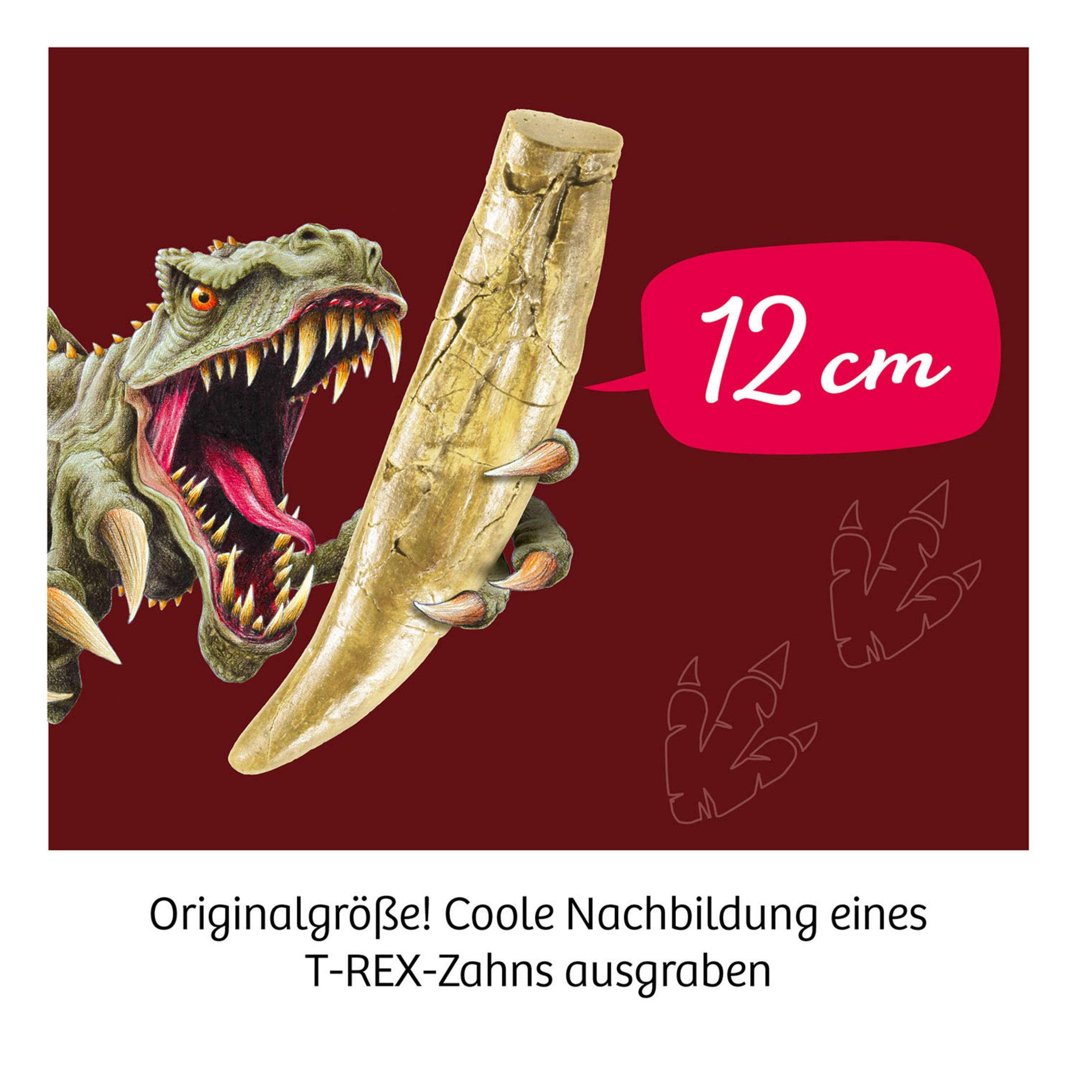 Eine Dinosaurier-Kiefer-Nachbildung mit rotem Hintergrund und Größenanzeige.