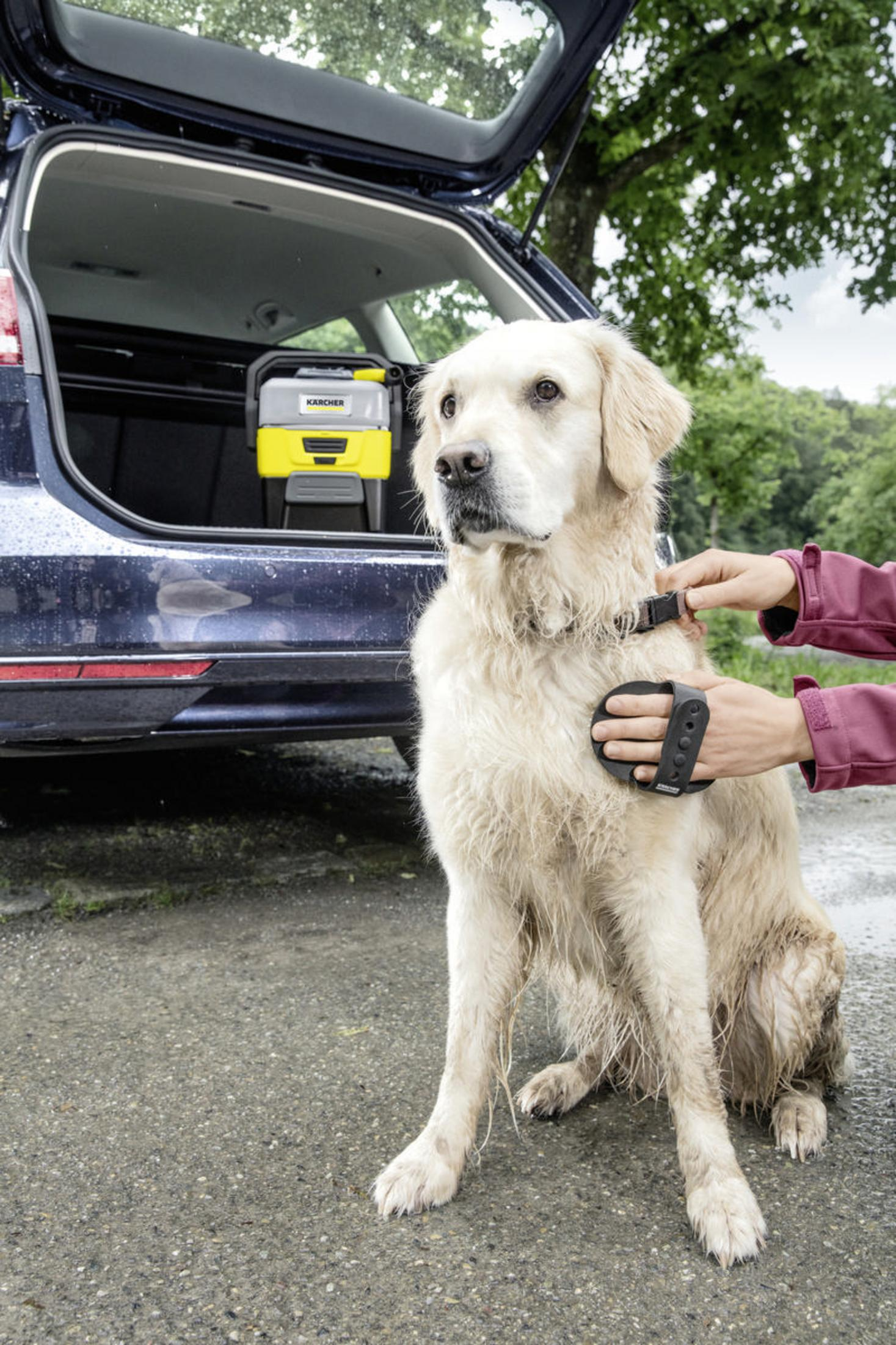 Un golden retriever est assis pendant qu'une personne le brosse. Un nettoyeur haute pression dans le coffre.