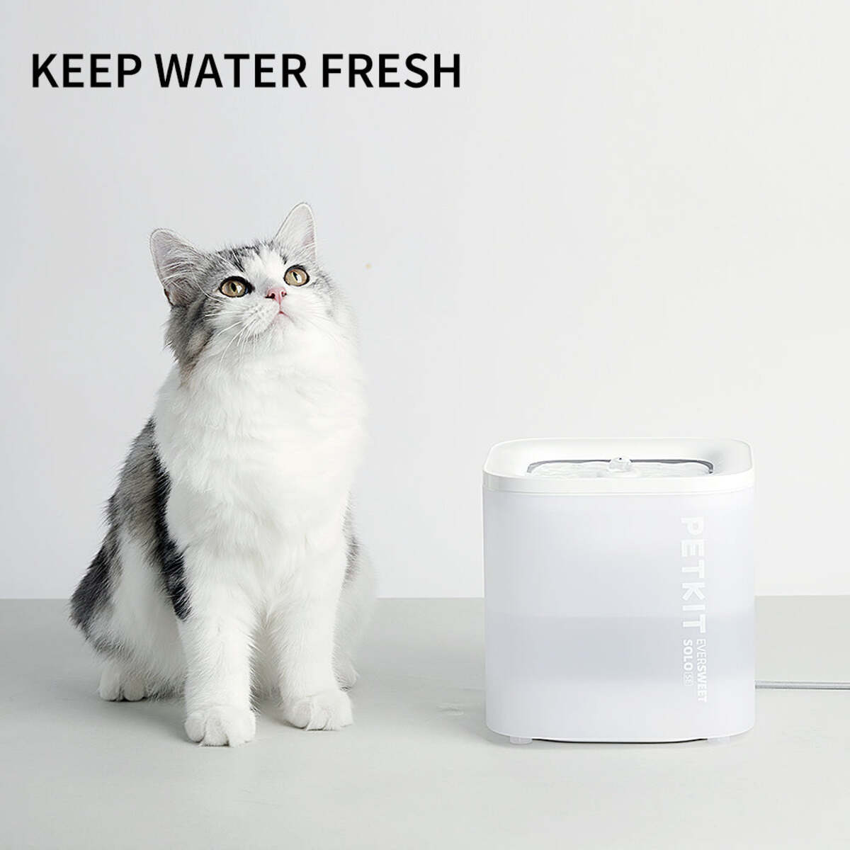 Eine weiß-graue Katze blickt auf einen weißen Wasserspender mit der Aufschrift PETKIT. Weißer Hintergrund.
