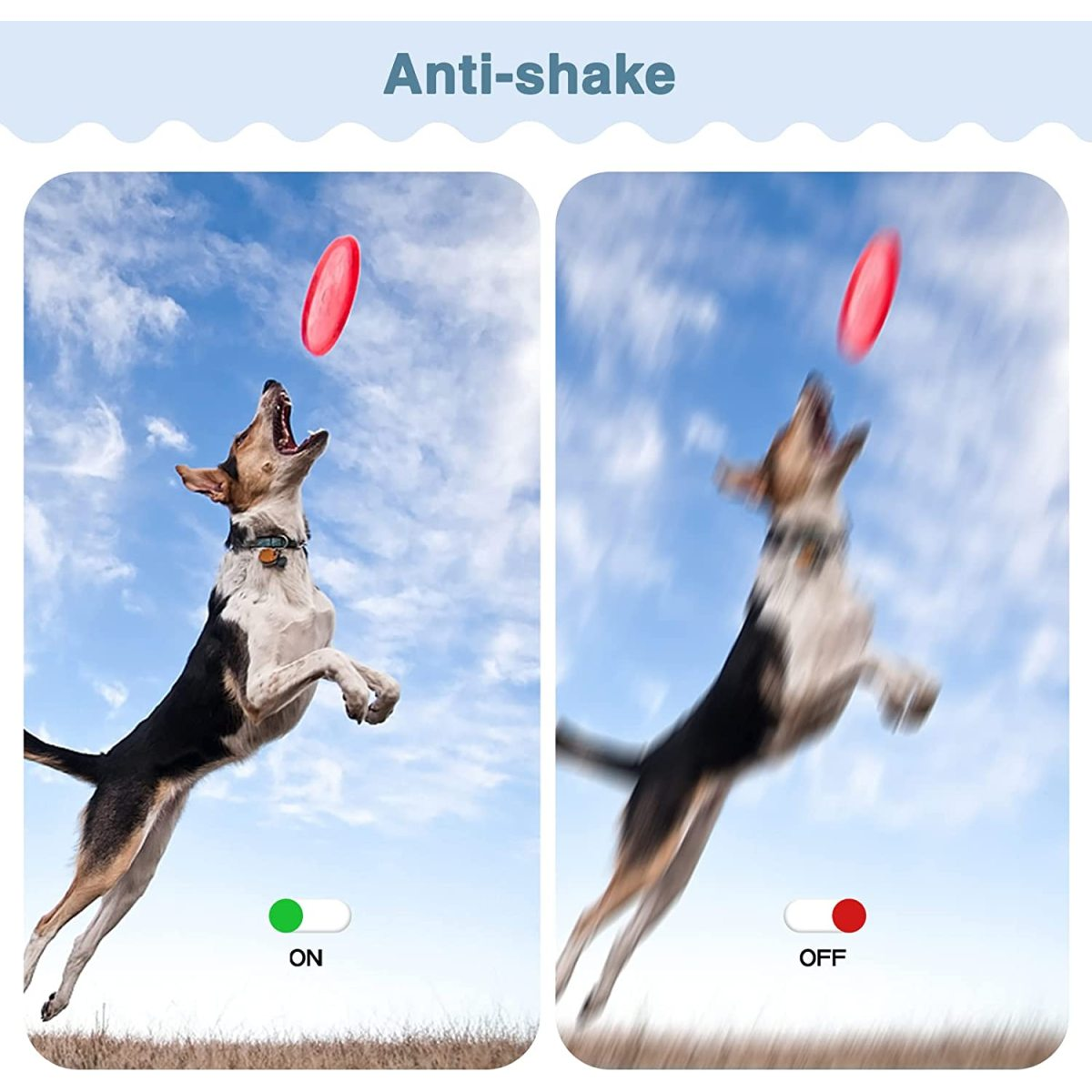 Hund fängt rote Frisbee. Anti-Shake Ein/Aus.