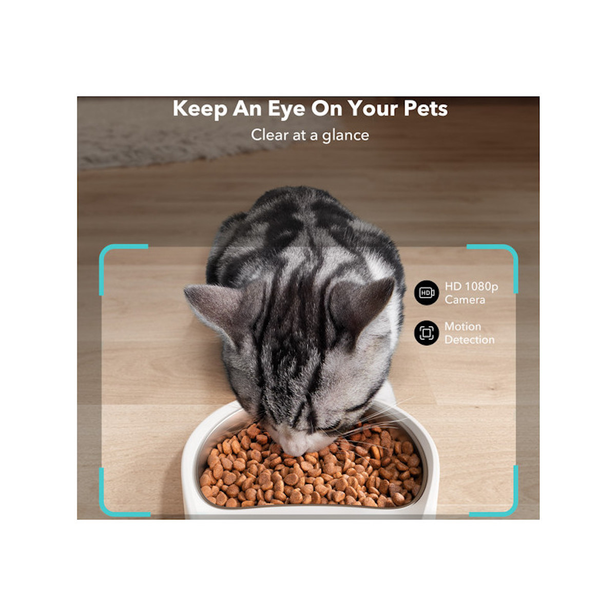 Un gato atigrado gris come de un cuenco blanco. El texto dice 'Keep An Eye On Your Pets'. El gato está enfocado.