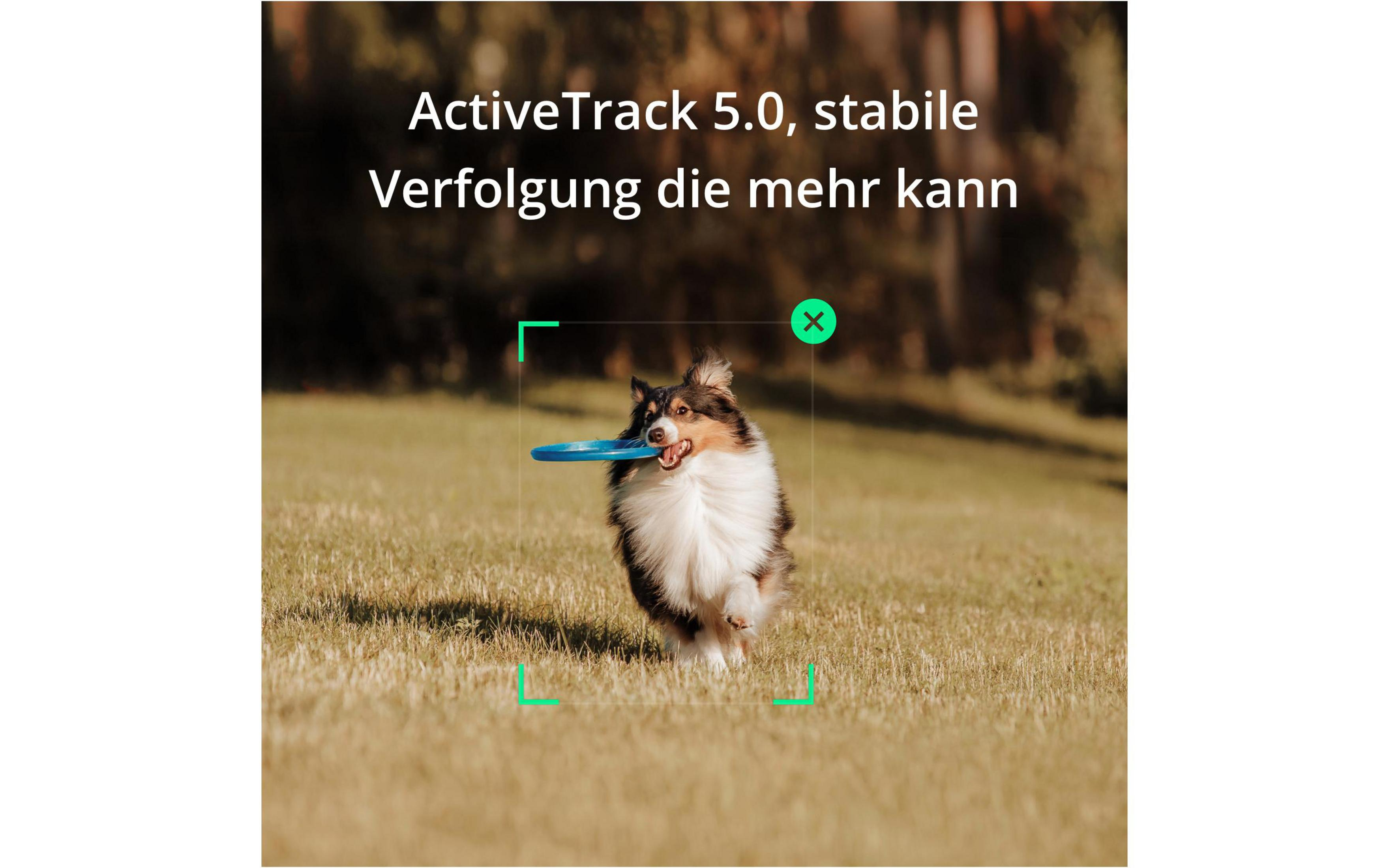 Bir alanda koşan, bir frizbi tutan, bir izleme çerçevesi olan bir köpek.