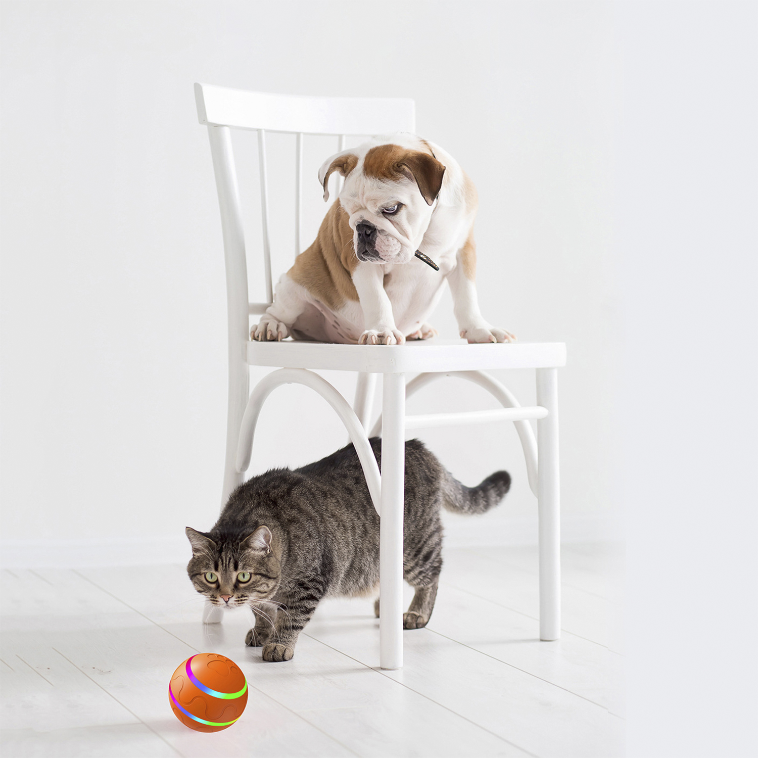 Un bulldog su una sedia bianca e un gatto tigrato che cammina sotto, con una palla colorata.