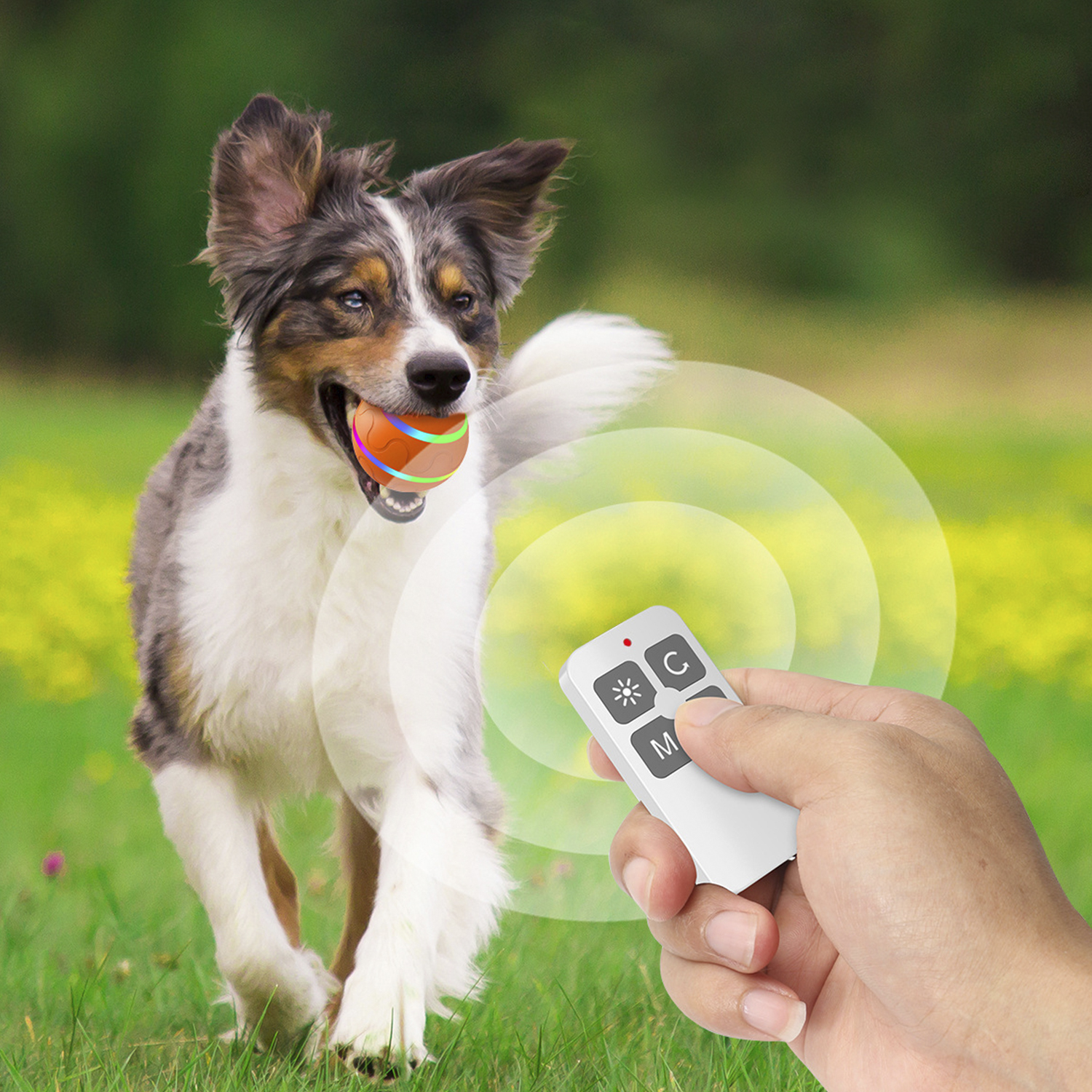 Cane con palla in bocca e mano con telecomando, cerchio di luce intorno al cane.