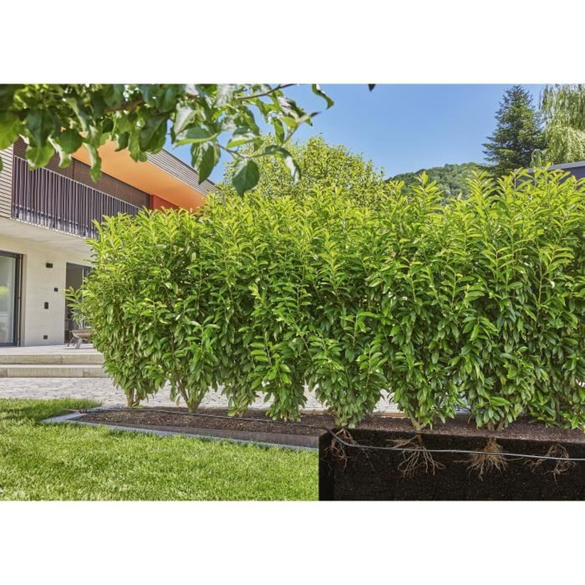 Żywopłot z zielonych krzewów przed domem. Korzenie są widoczne na dole.