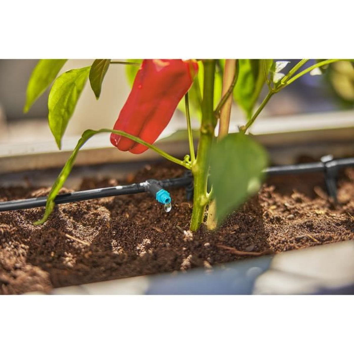 Primo piano di una pianta di peperoncino con un singolo peperone rosso. Sistema di irrigazione a goccia visibile.