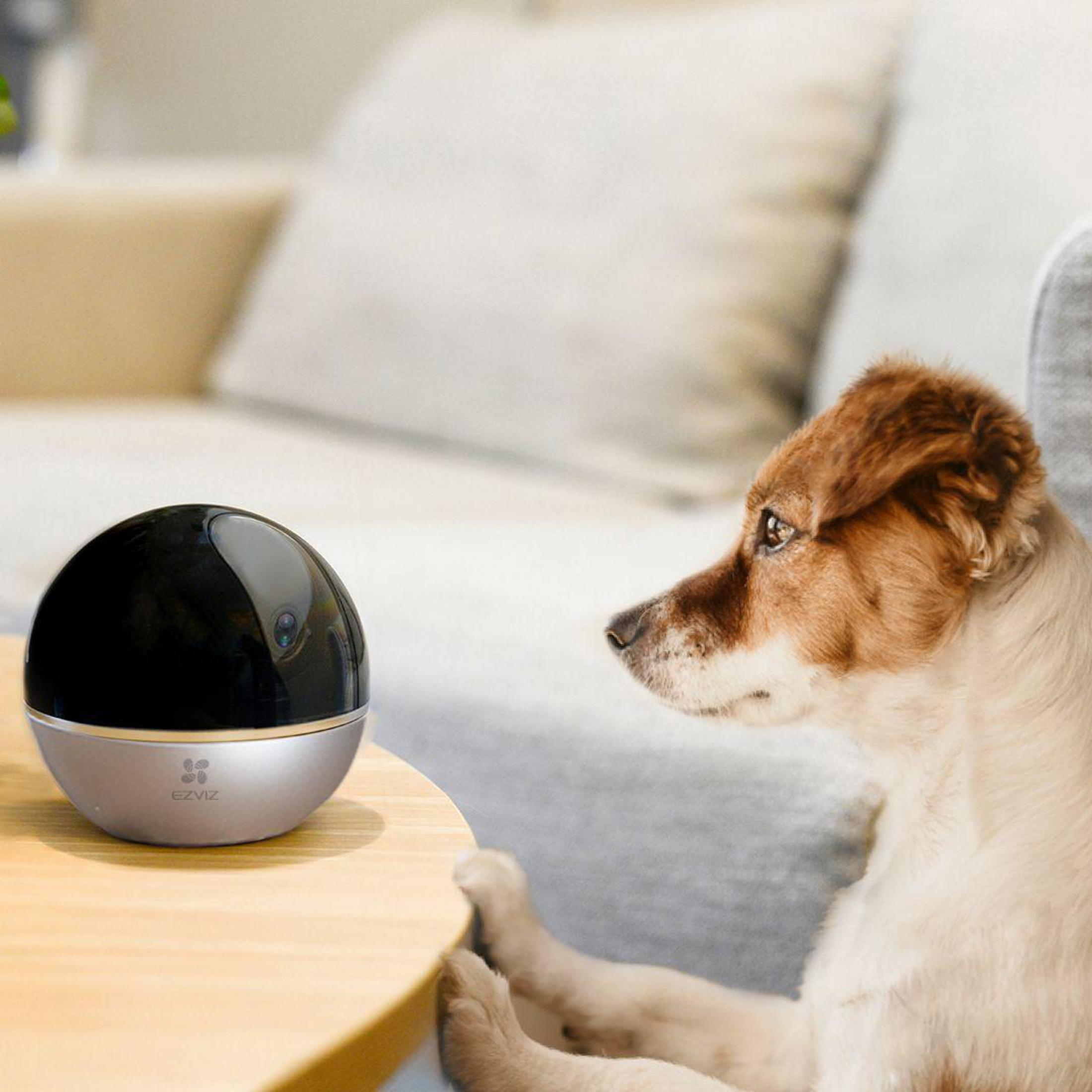 Cane che guarda una telecamera nera, con testo: "La visione notturna avanzata ti aiuta a dormire".