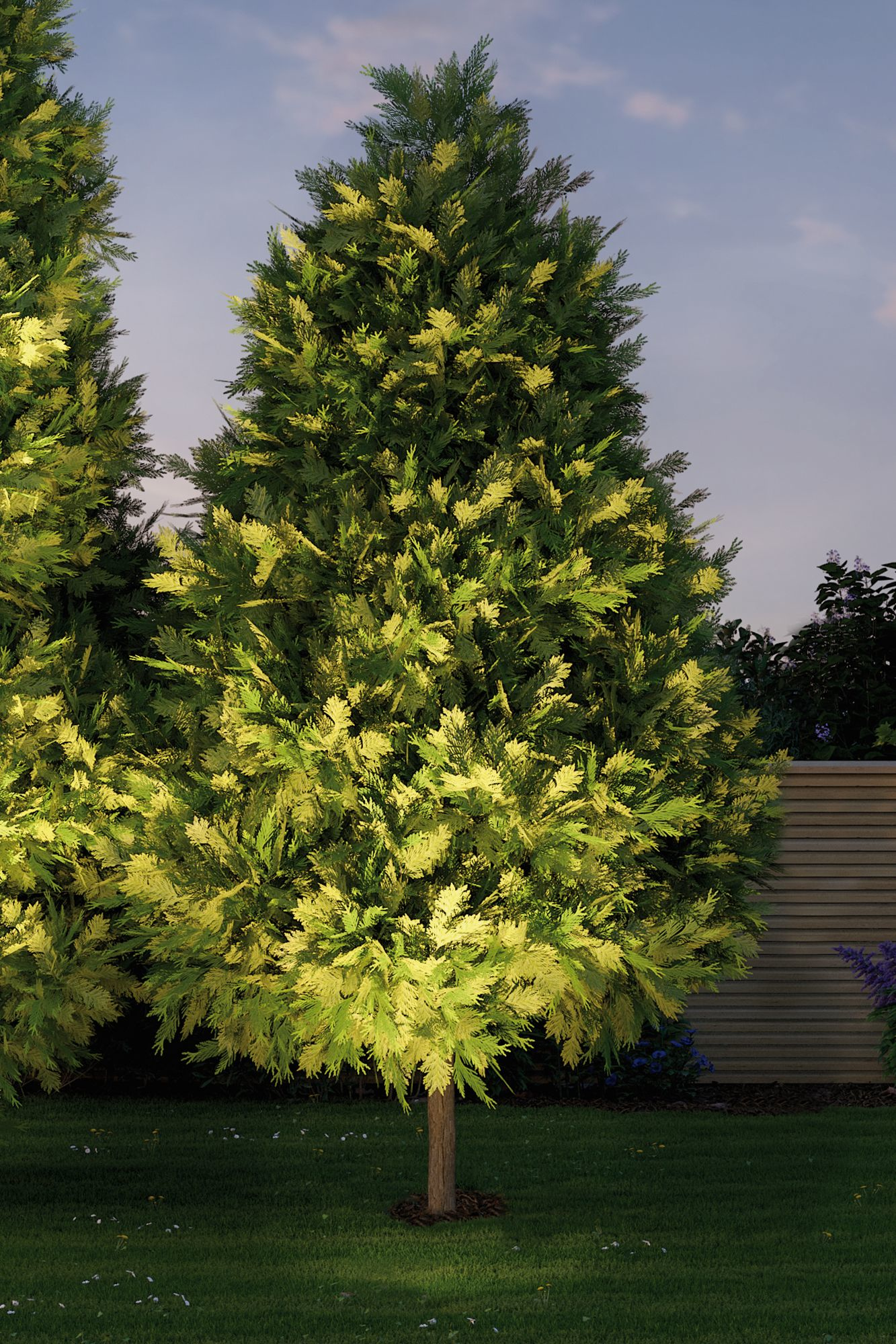 Dwa wysokie drzewa iglaste w ogrodzie, oświetlone reflektorami, z miękkim błękitnym niebem w tle.