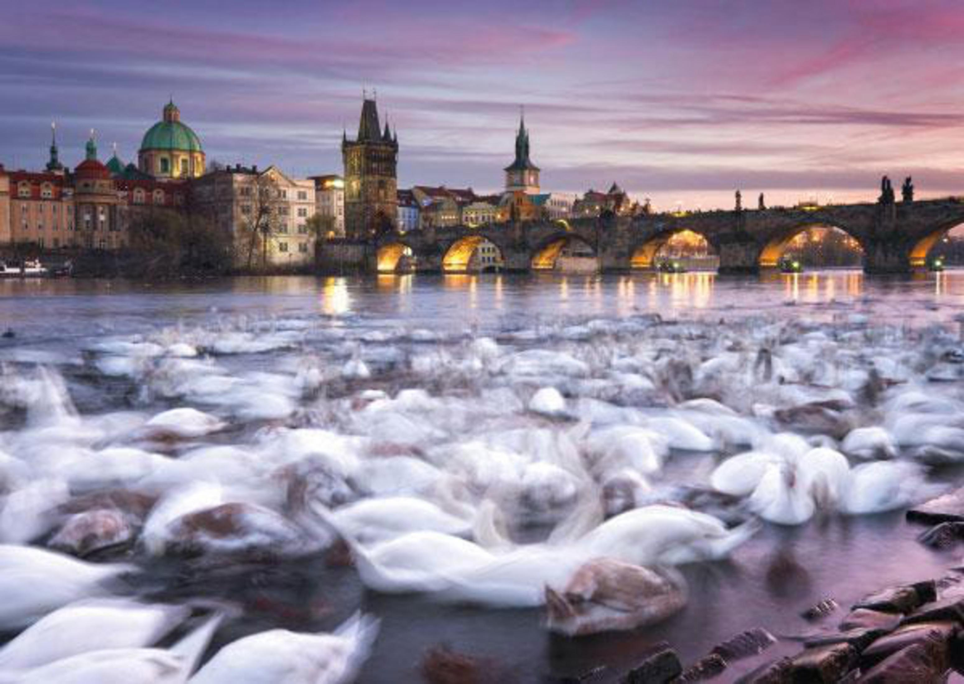 Paysage urbain de Prague au crépuscule ; Pont Charles, rivière avec cygnes, bâtiments, ciel rose.