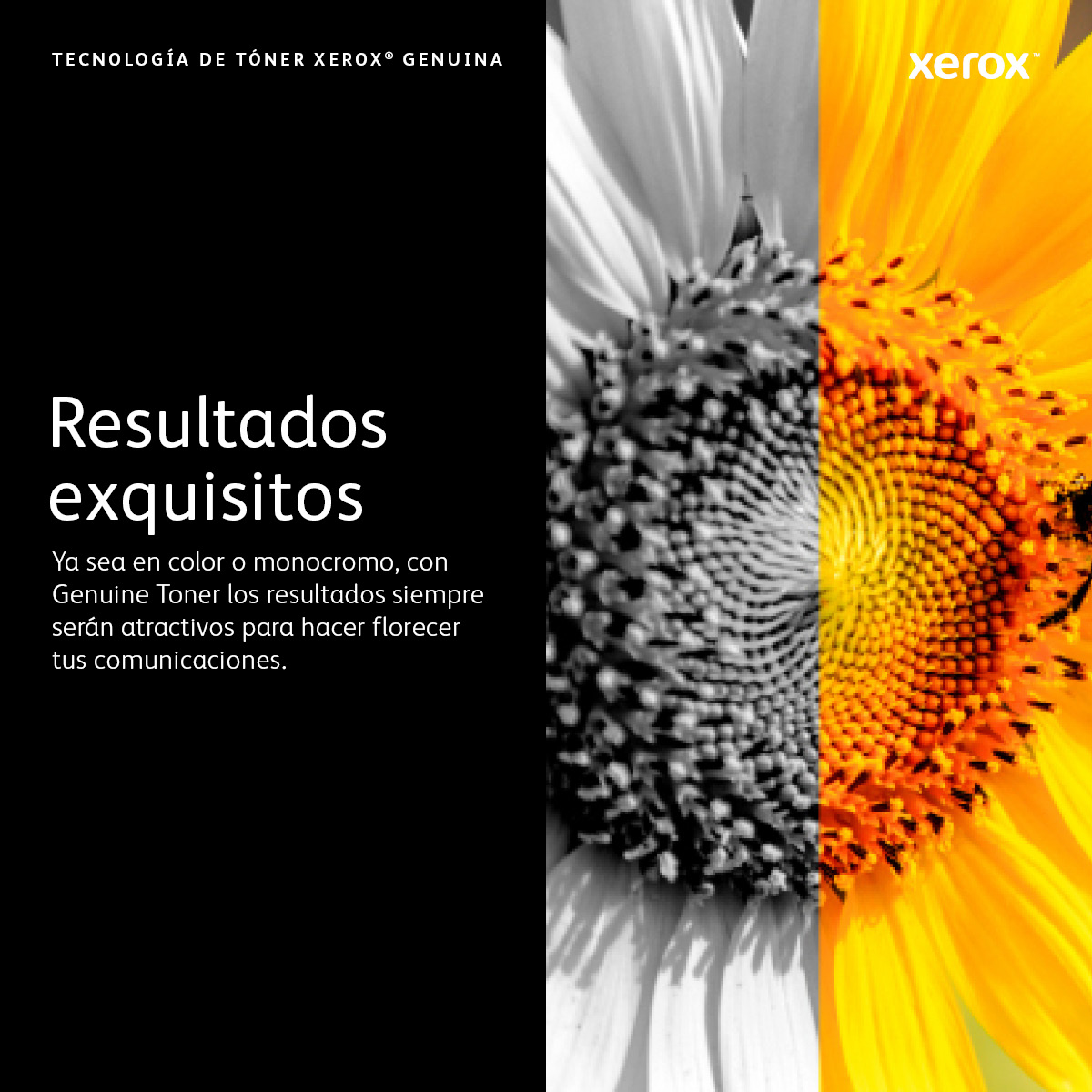 Sonnenblume geteilt, Graustufen und Farbe. Xerox-Logo. Text: Exquisite Ergebnisse.