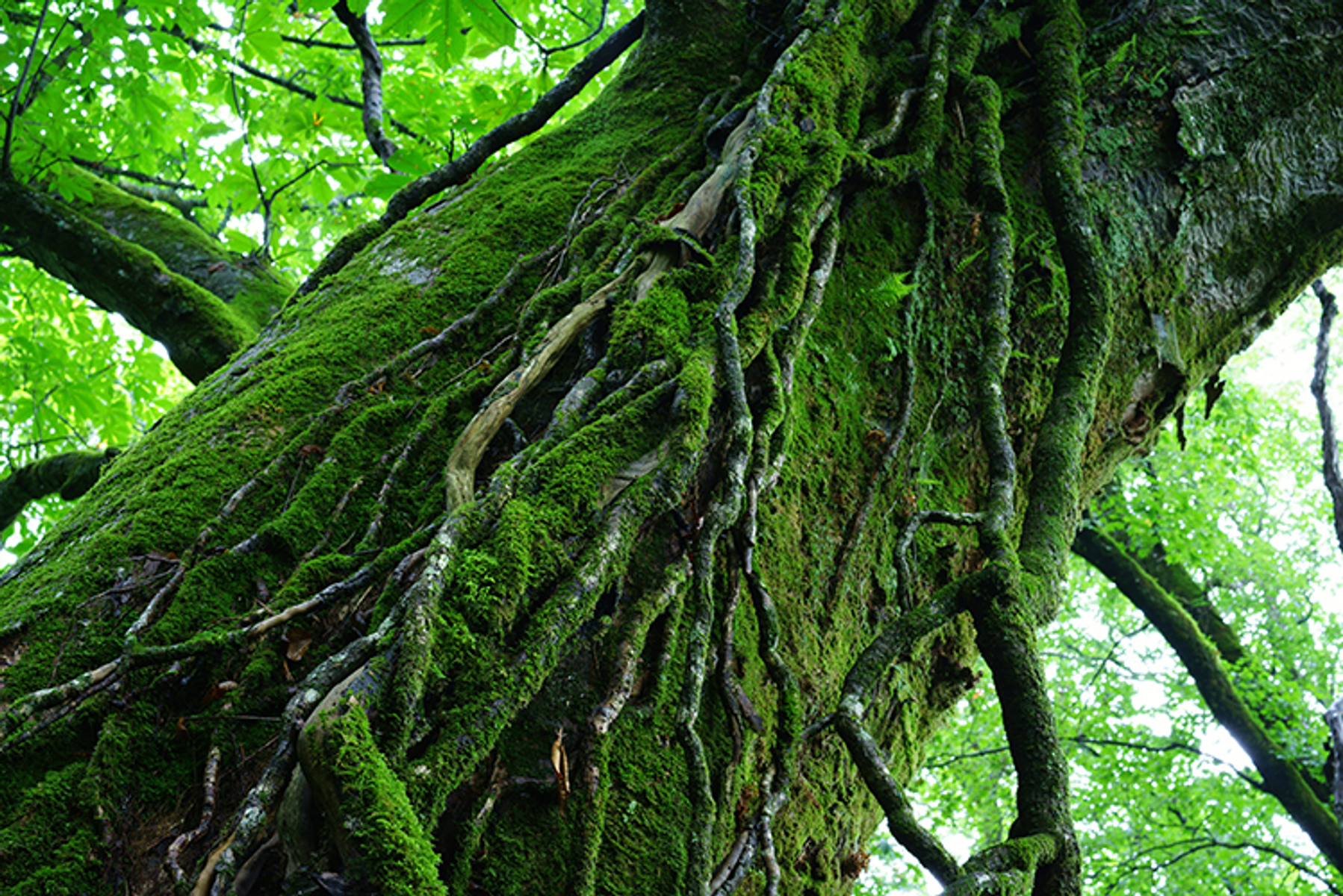 Zbliżenie pnia drzewa pokrytego zielonym mchem i z odsłoniętymi korzeniami.