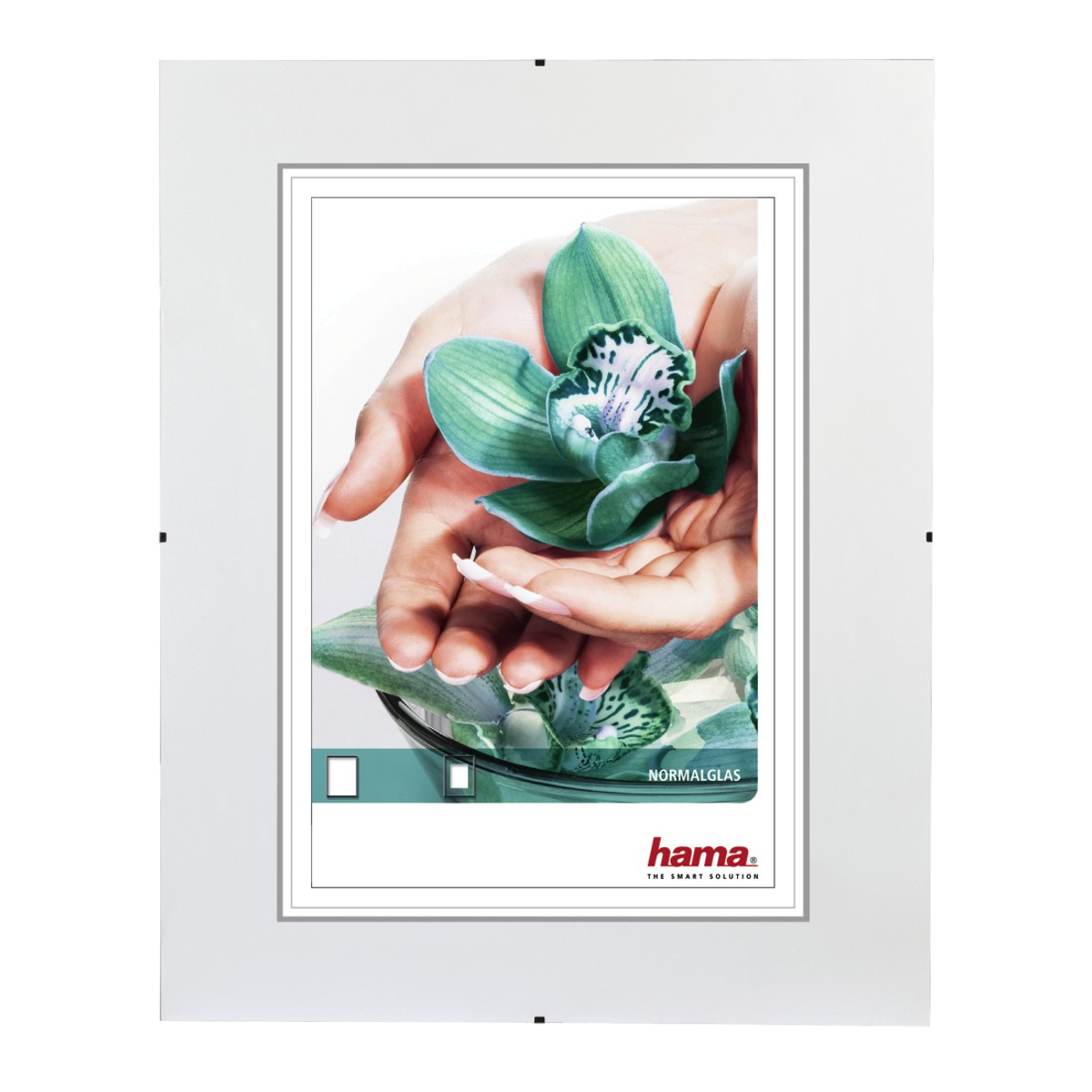 Gerahmtes Bild mit einer Hand, die eine grün-weiße Blume hält, auf weißem Hintergrund.