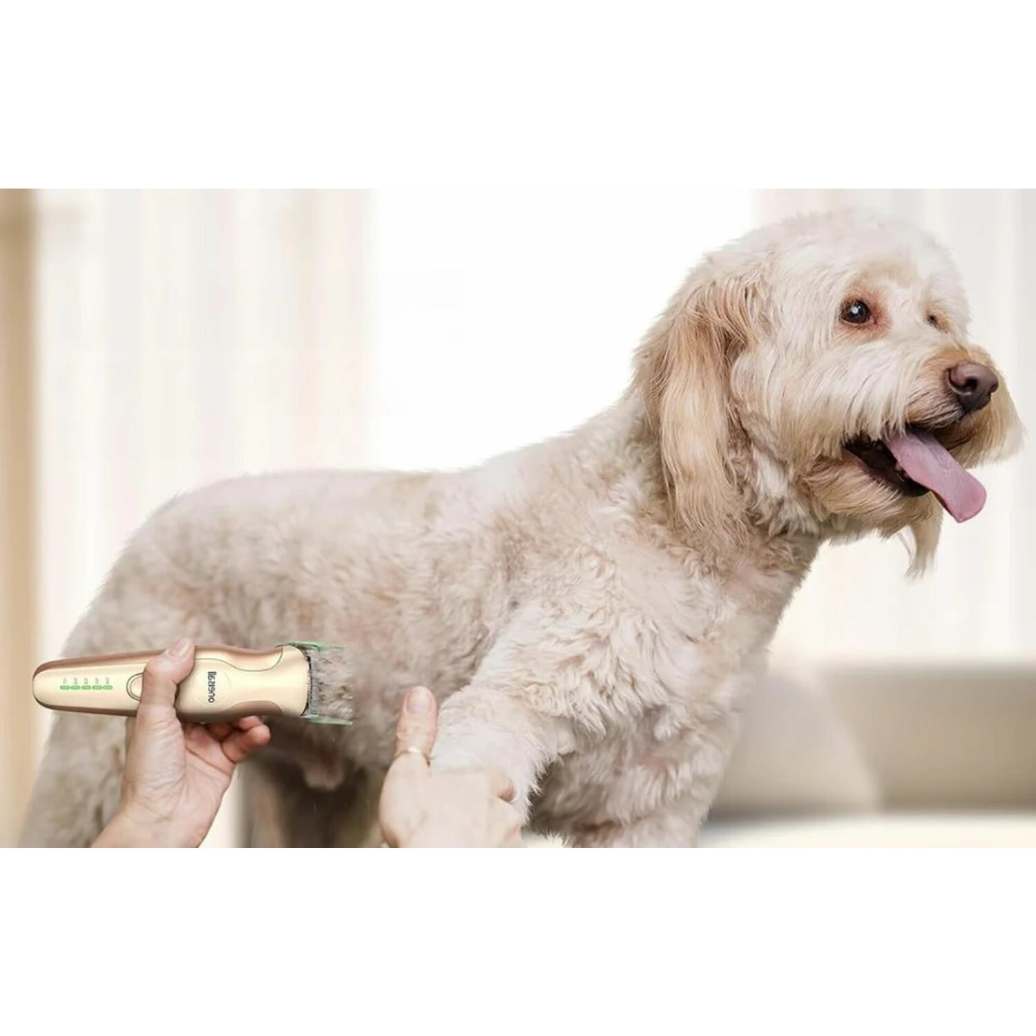 Ein Hund bekommt seine Haare mit einem Haarschneider geschnitten. Die Person hält den Haarschneider und die Pfote des Hundes.