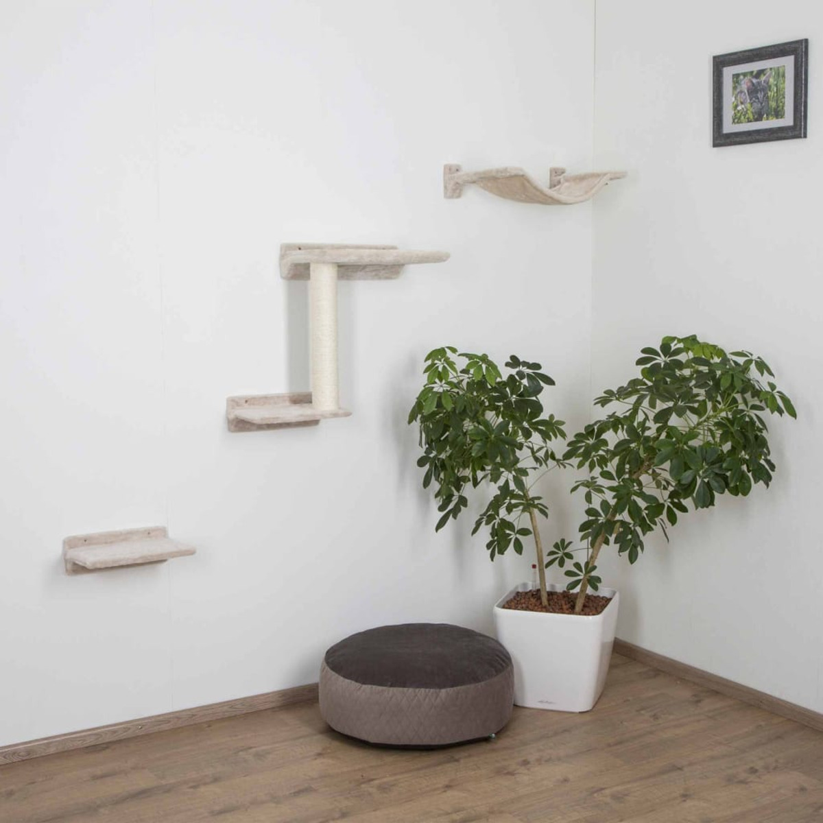 Katzenkletterregale an einer weißen Wand. Eine Pflanze und ein Hocker sind auch im Bild.