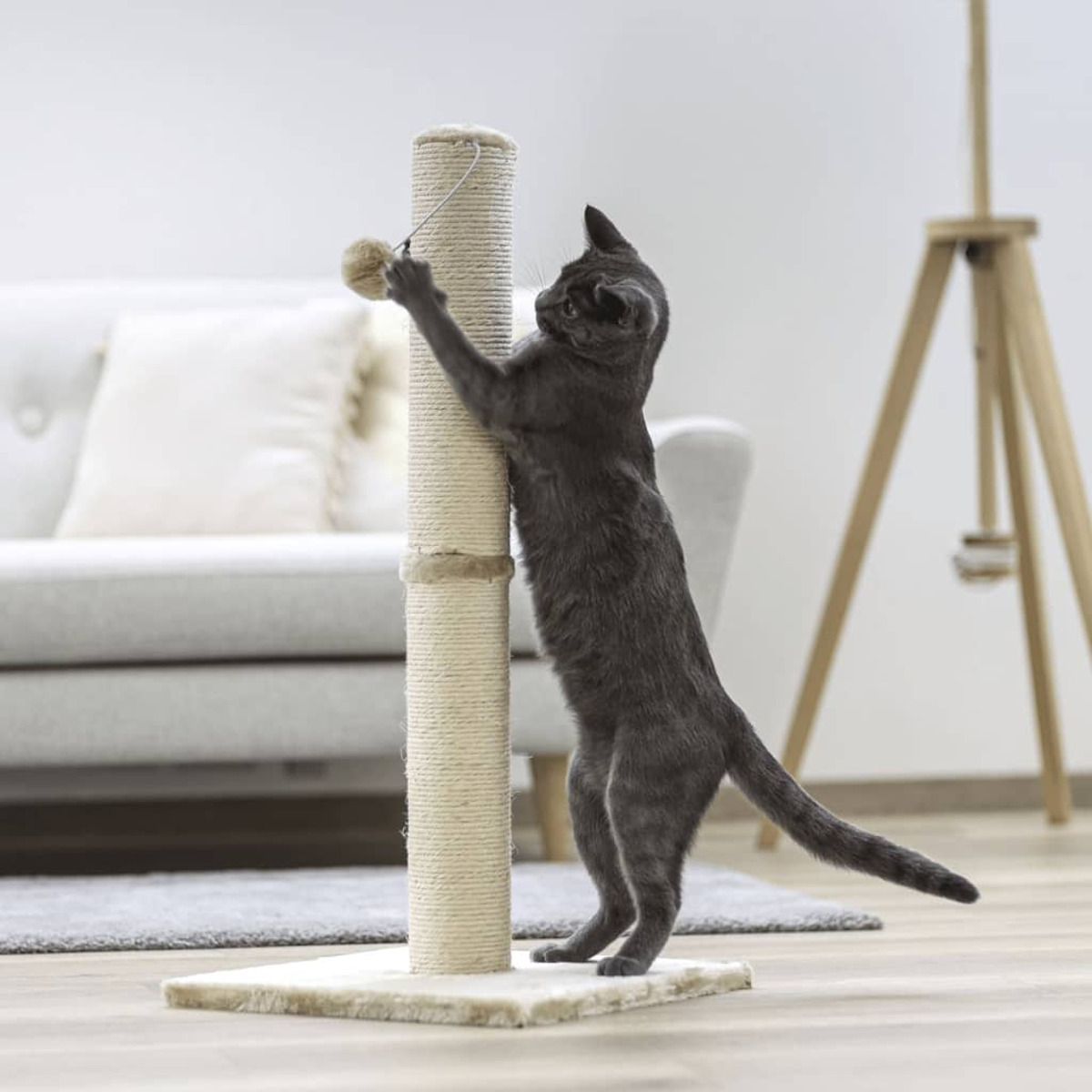 Un gatto grigio che gioca con un tiragraffi, in piedi su una base beige, in un ambiente soggiorno.