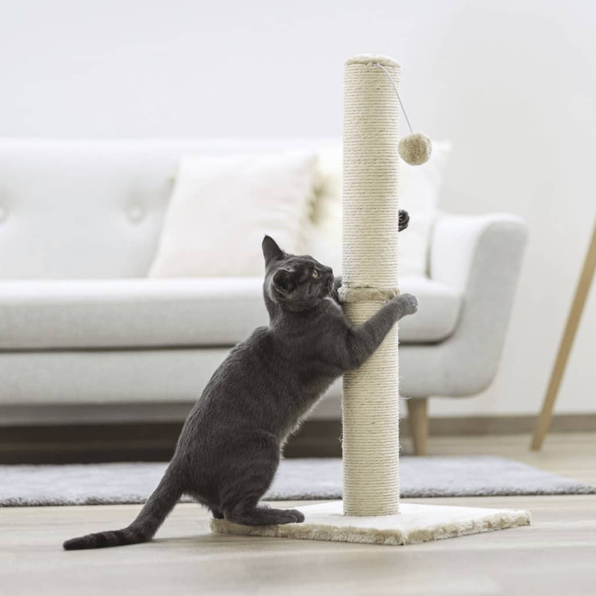 Gatto grigio che graffia un tiragraffi beige con divano bianco sullo sfondo.