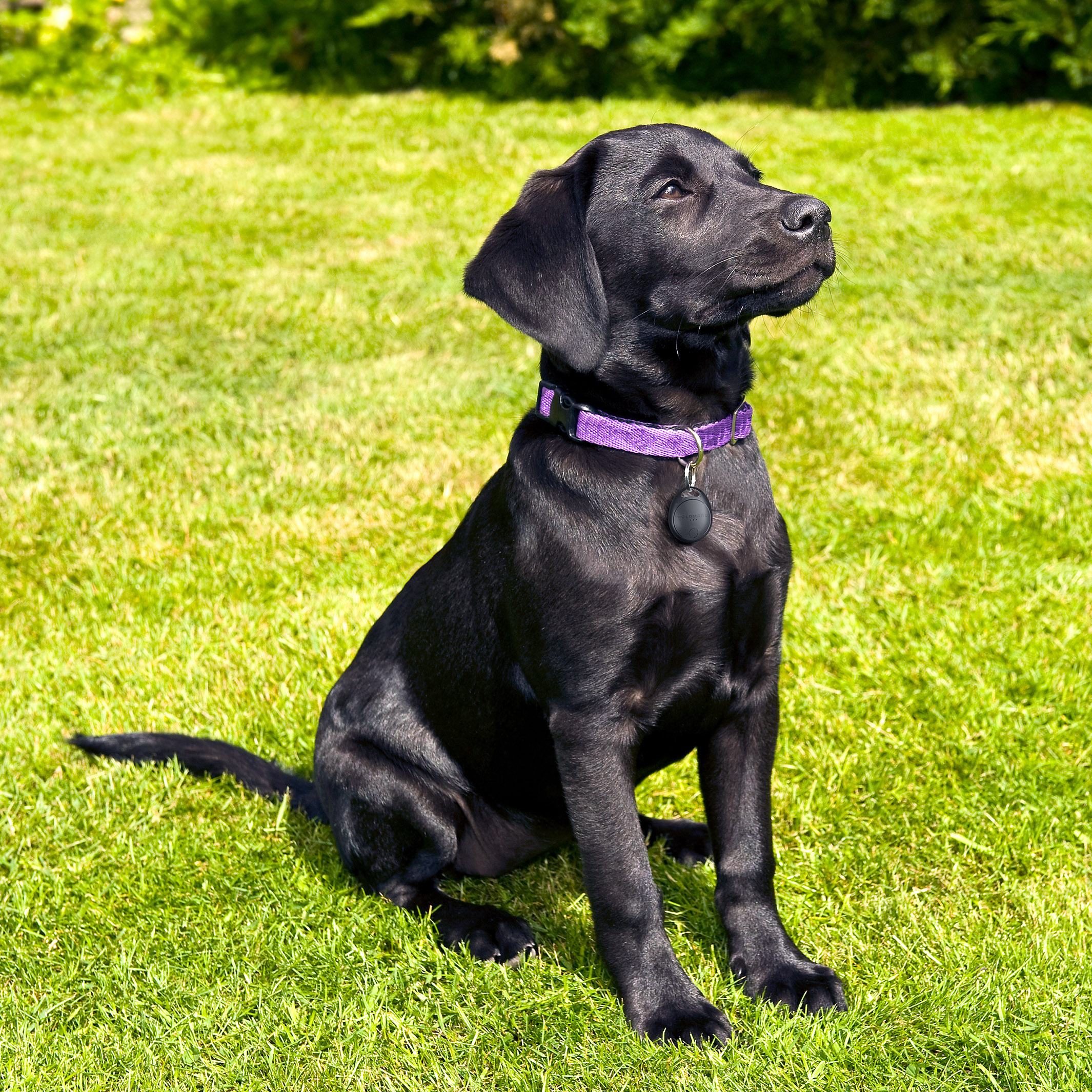 Schwarzer Labrador-Welpe sitzt auf grünem Gras, trägt lila Halsband und Anhänger.