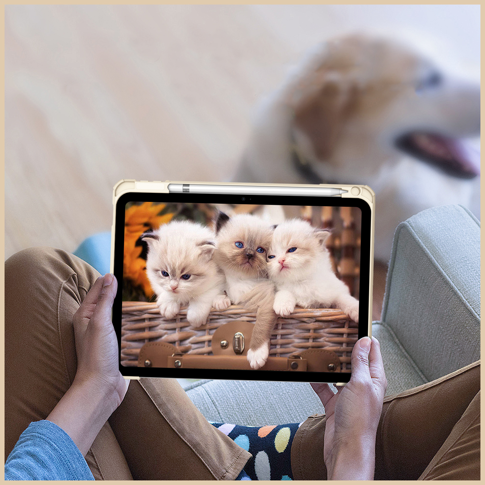 Person hält Tablet mit drei Kätzchen im Korb. Hund unscharf im Hintergrund.