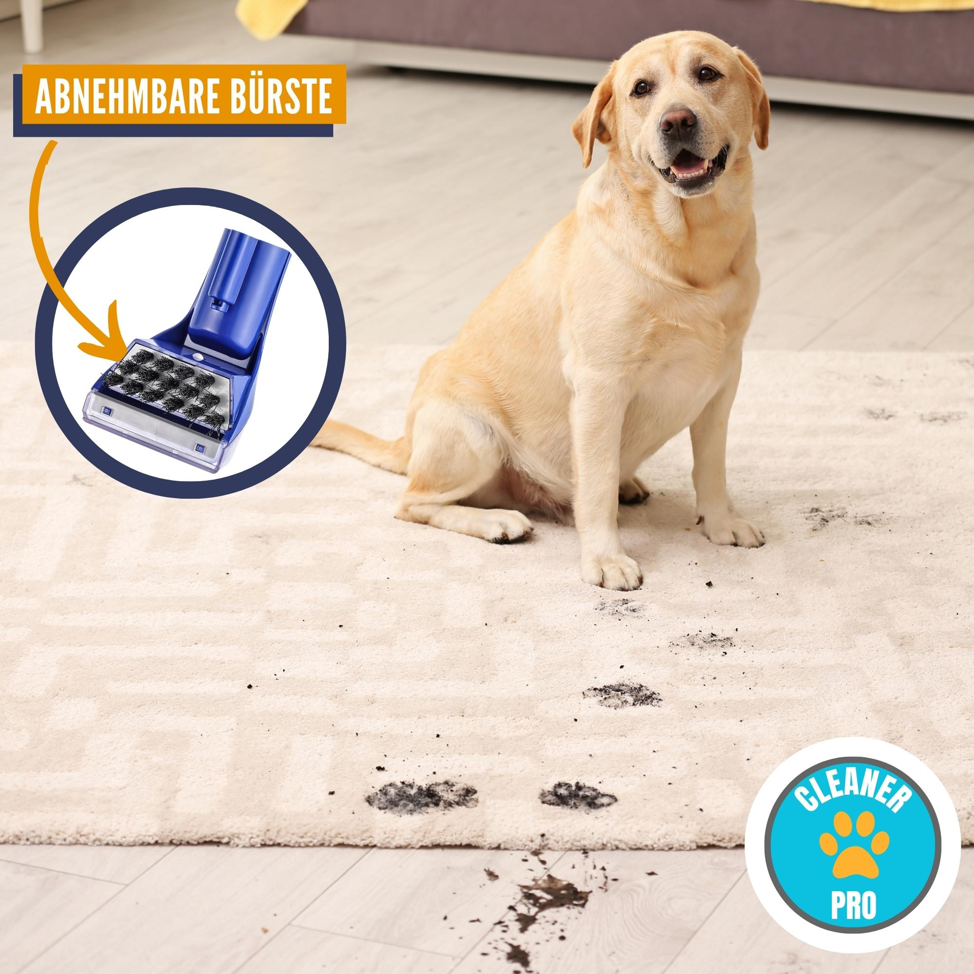 Ein Hund sitzt auf einem Teppich. Eine Reinigungsbürste ist im Hintergrund und Pfotenabdrücke auf dem Teppich.