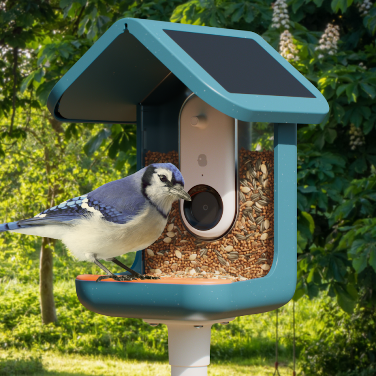 Arrendajo azul en un comedero para pájaros. El comedero es verde azulado y tiene un panel solar y una cámara.