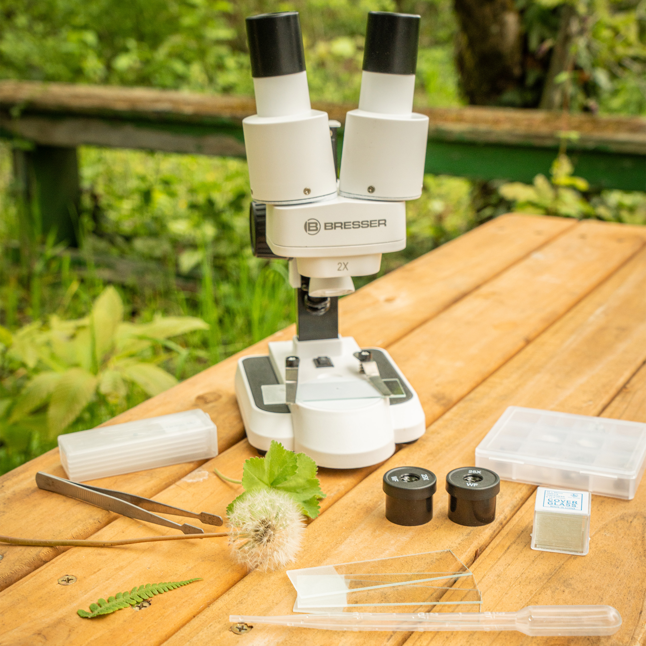 Un microscopio, pinzas y muestras sobre una mesa de madera. También hay un diente de león y un helecho. Fondo verde.