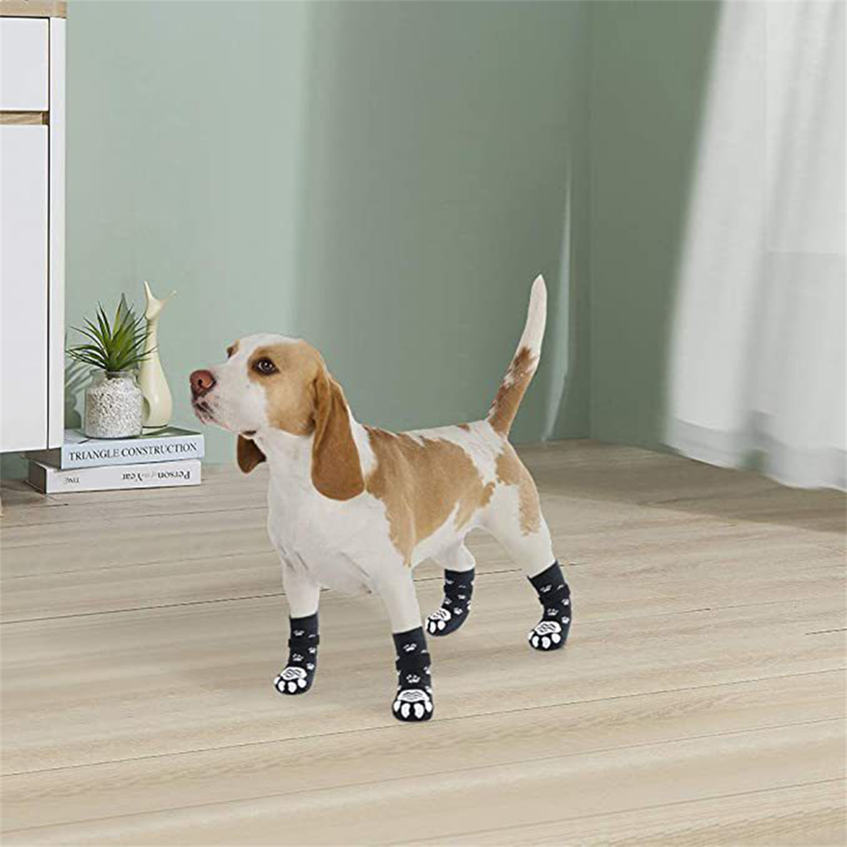 Ein Beagle-Hund, der schwarz-weiße Pfotenabdruck-Socken trägt, steht.