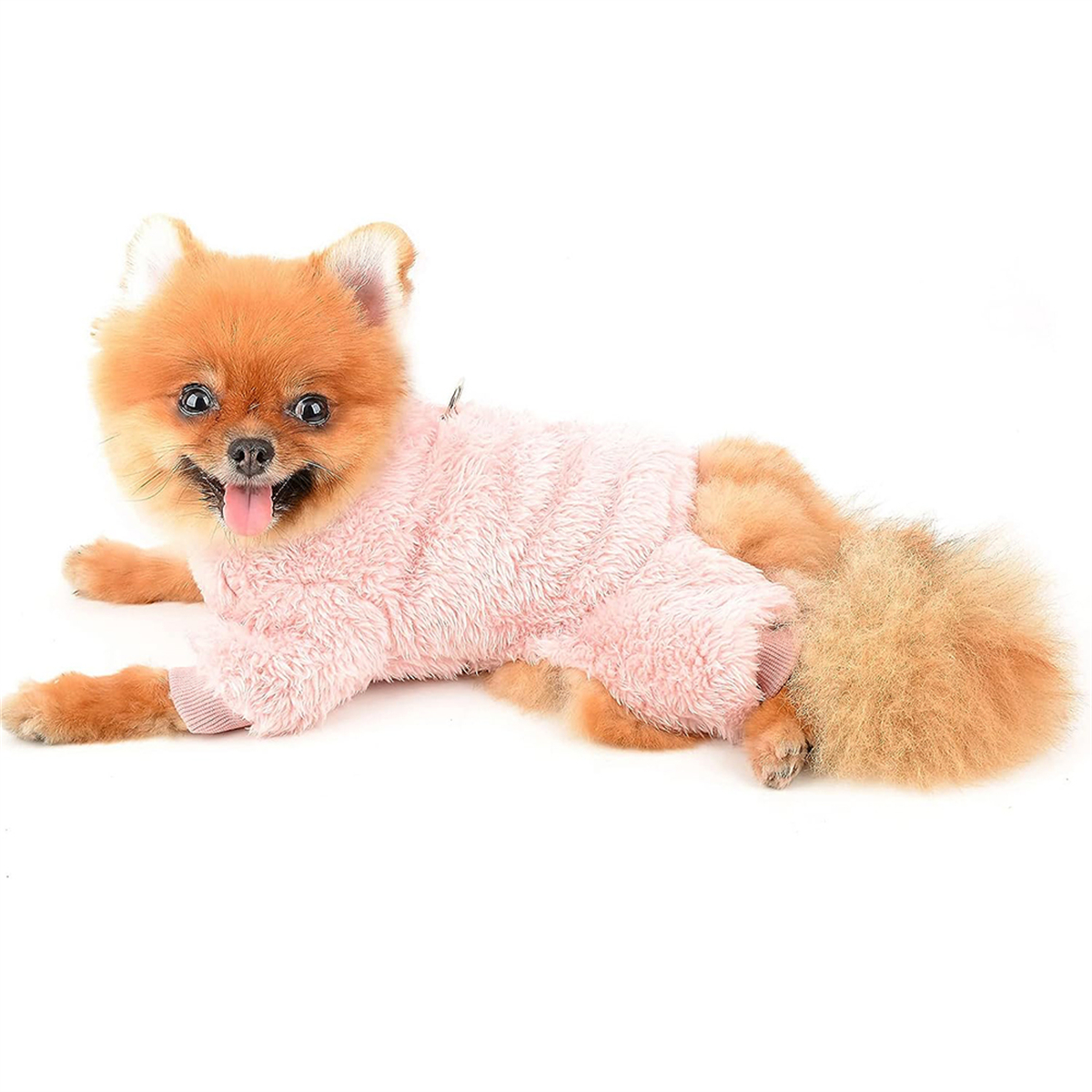 Ein kleiner Hund in einem rosa Pullover liegt, Zunge raus. Sein Fell ist orange und weiß. Der Hintergrund ist weiß.